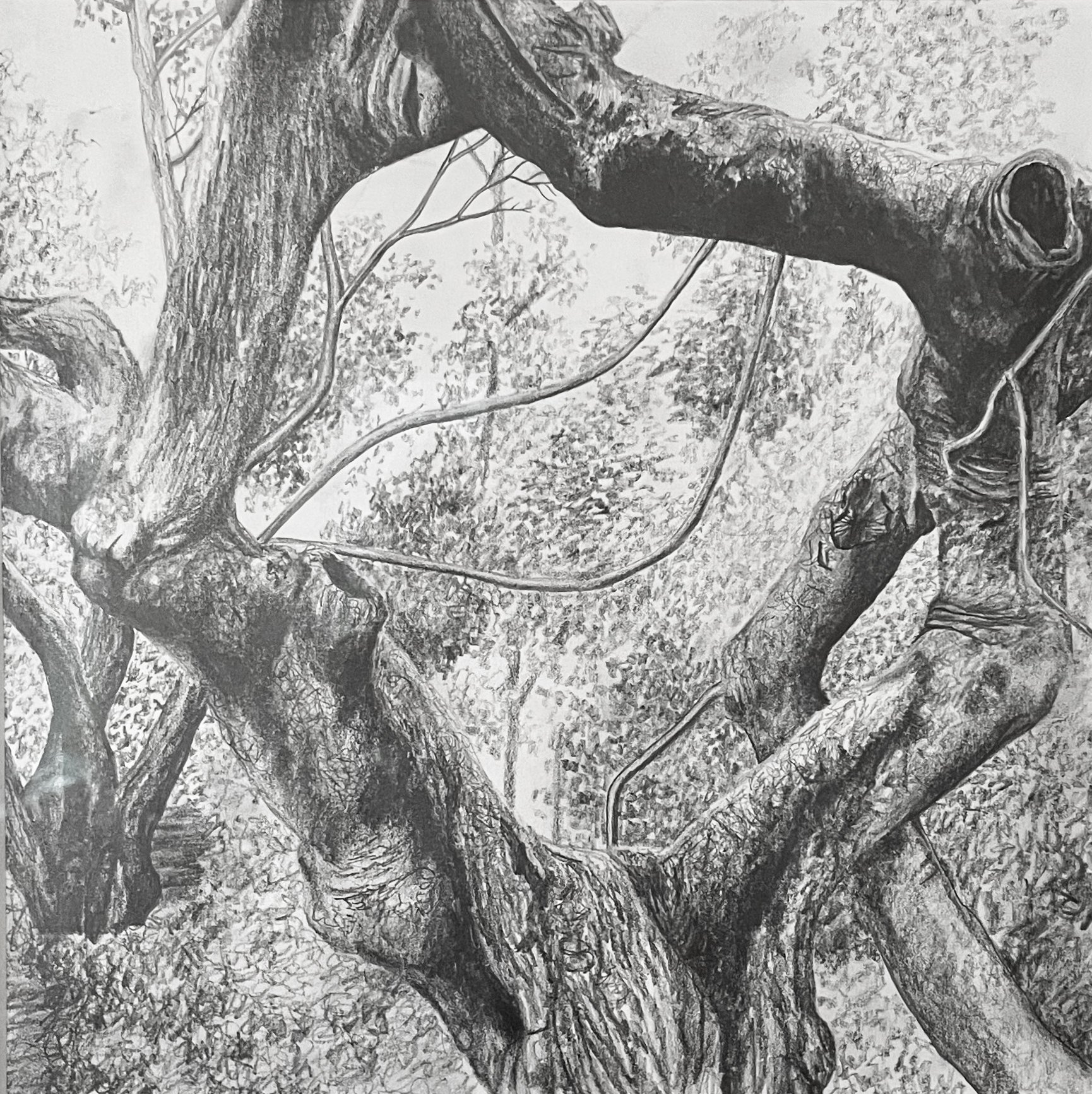 Passing Through I
Graphite on paper
12'' x 12''