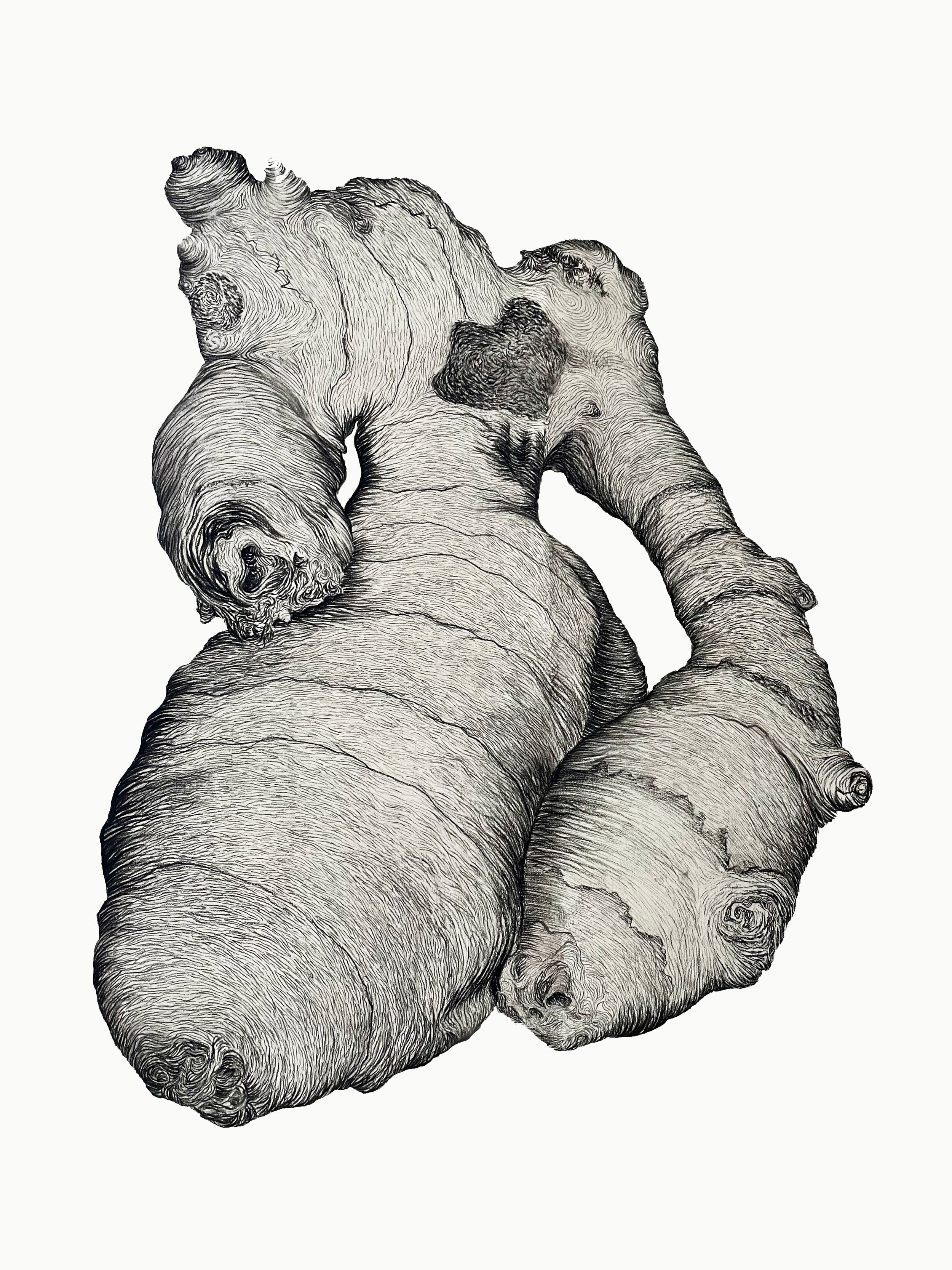 Root
Graphite on paper
24'' x 18''