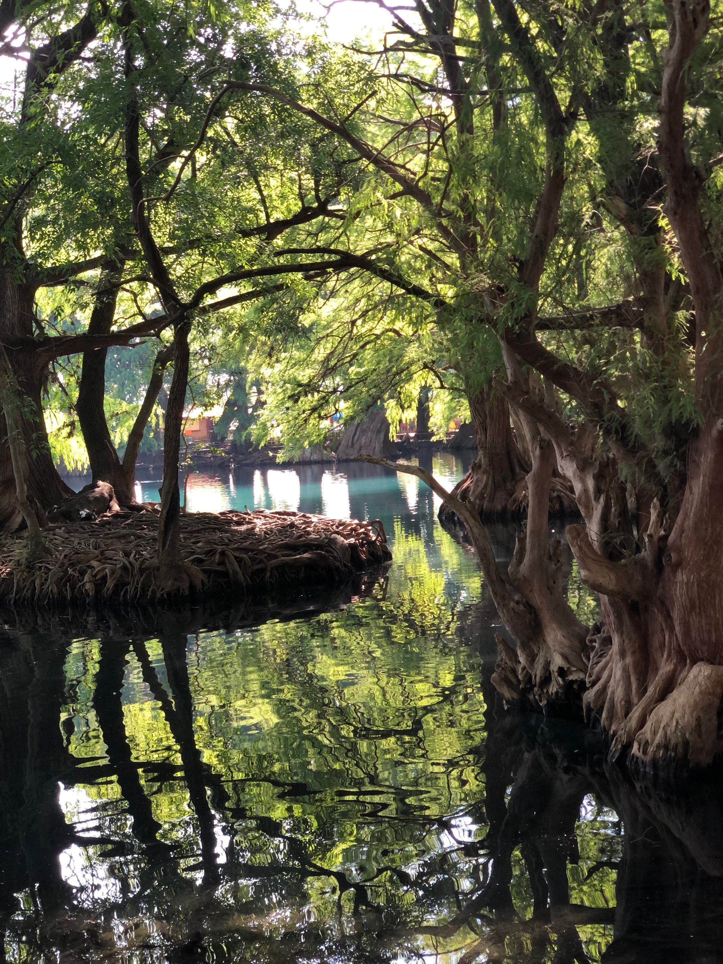 tree and water.jpg