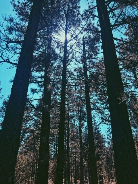 tree3.jpg