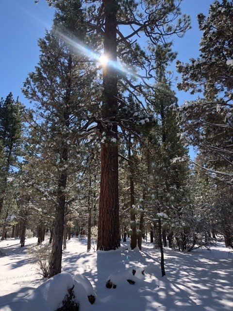 treewithsnow.jpg