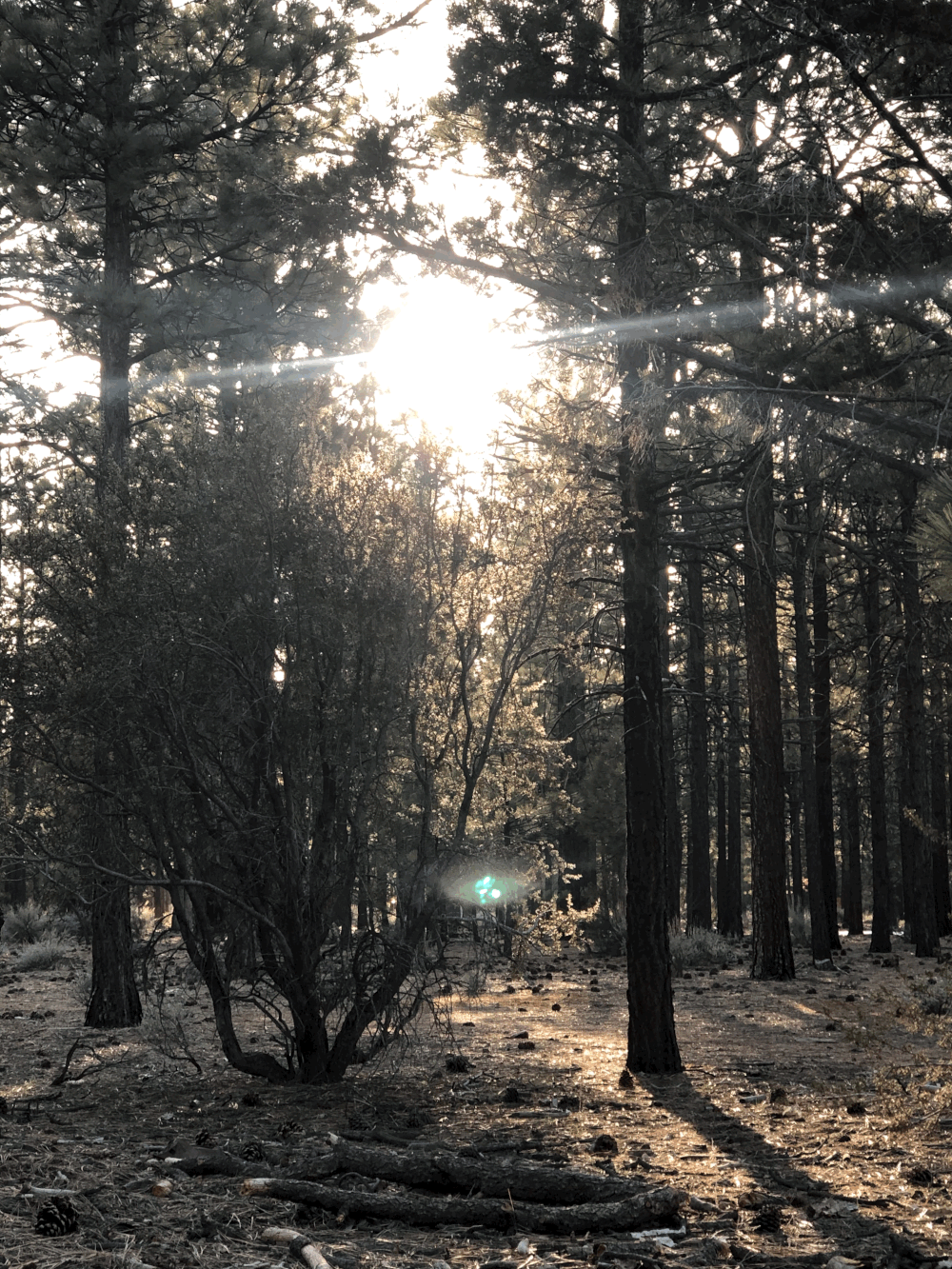 tree sunlight .jpeg