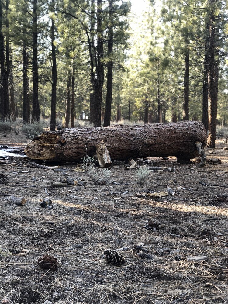 treestump.jpeg