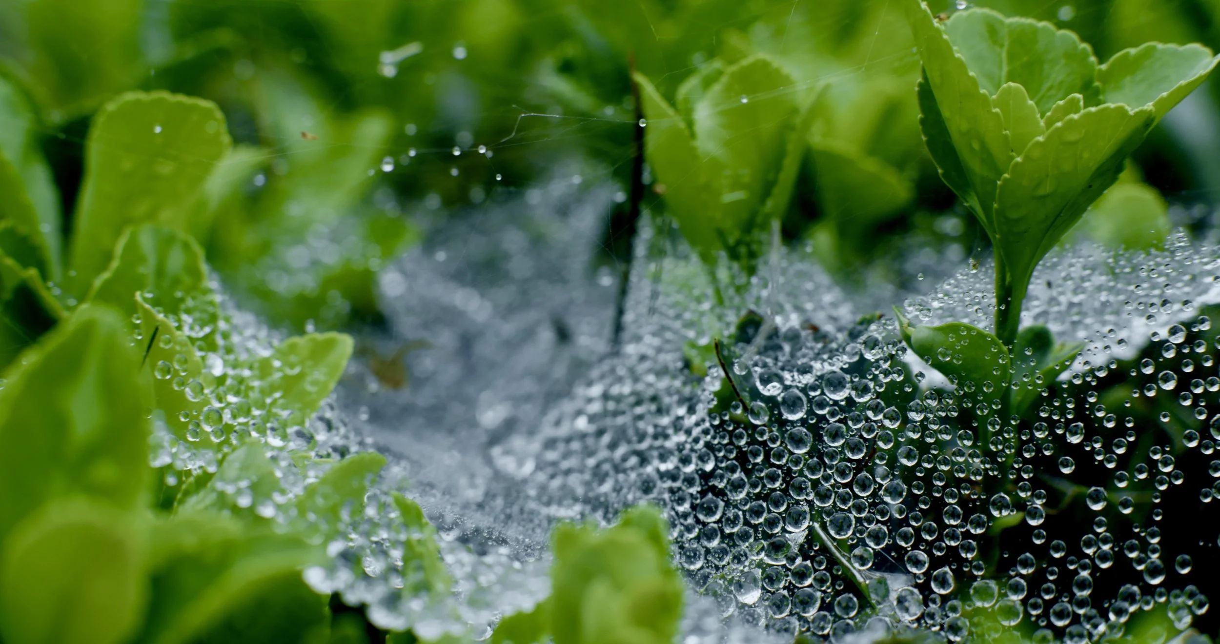 Close-up of green young plants with dew drops and spider webs on soil.