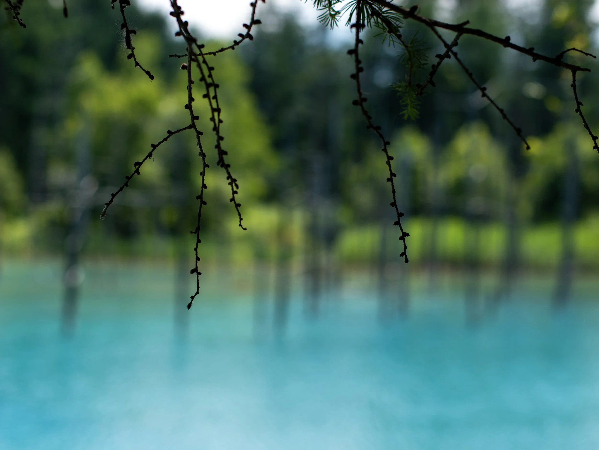 Hanging tree branches with small leaves over a lake with blurred trees in the background.