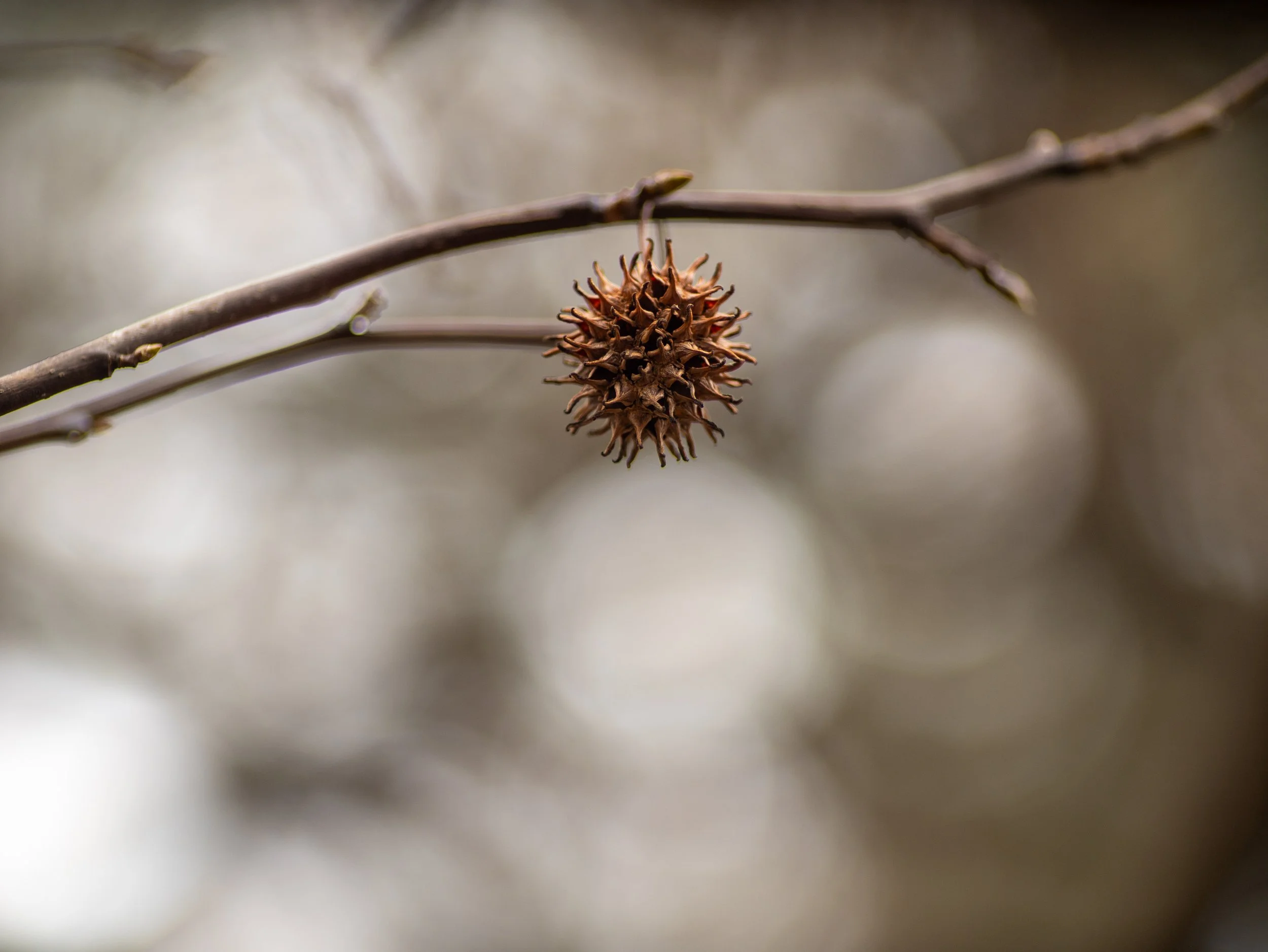Close-up of a dried, spiky seed pod hanging from a thin, leafless branch with a blurred neutral background.