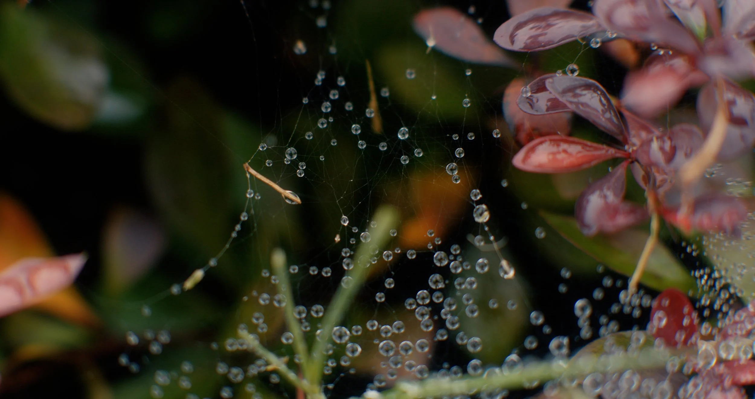 Close-up of a spider web with water droplets, surrounded by pinkish-red leaves.