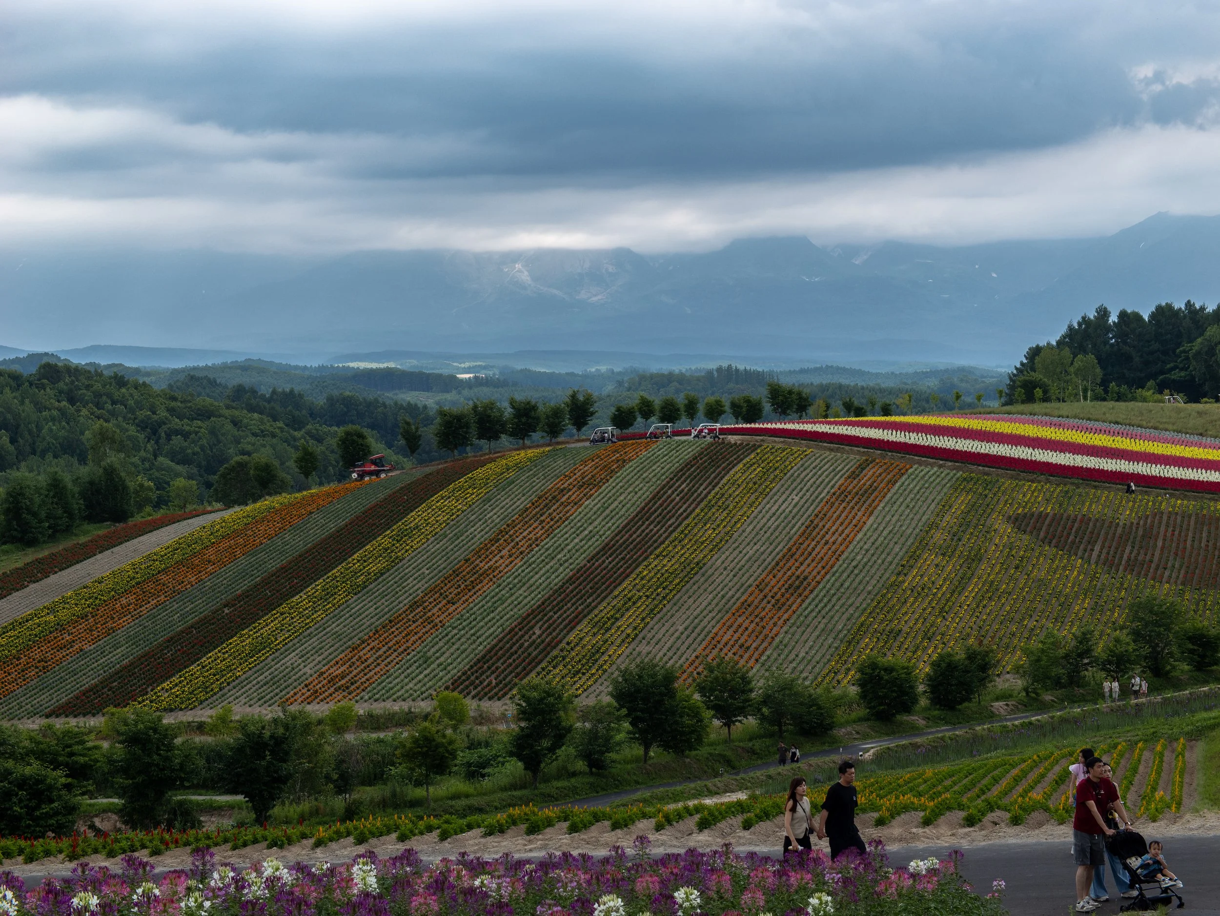 A field of colorful flowers on a hillside with people walking along a path, trees, and mountains in the background under cloudy skies.