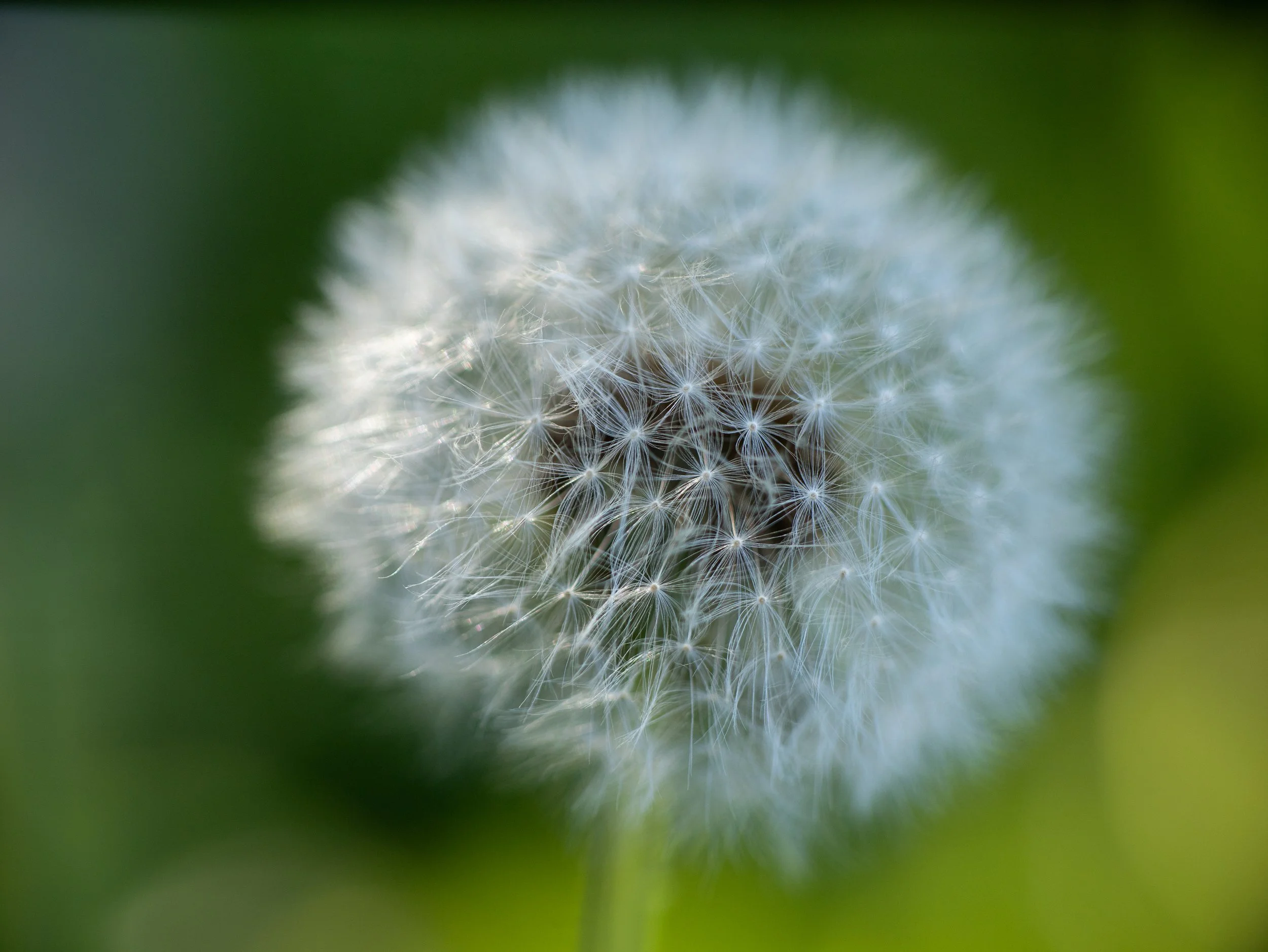Close-up of a dandelion seed head with a blurred green background.