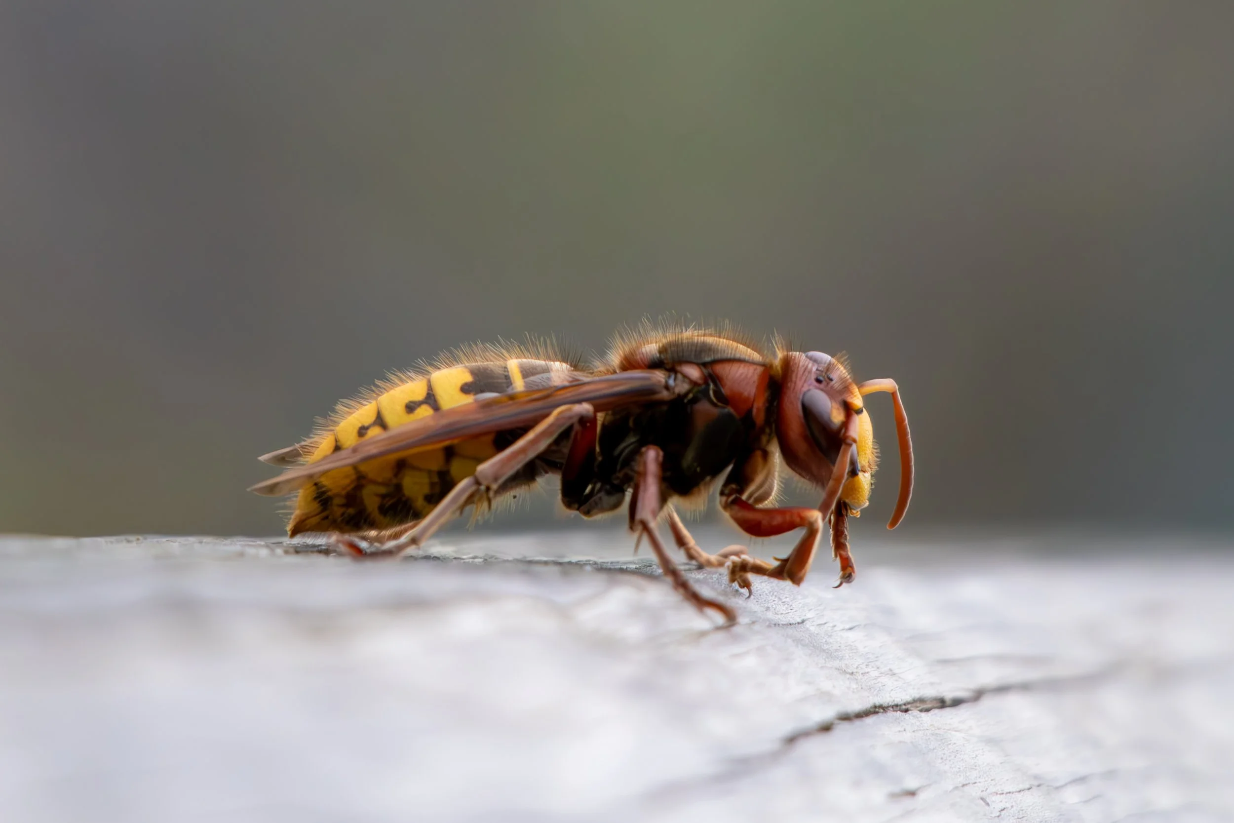 Close-up of a wasp carrying a small insect on a ledge with a plain background.