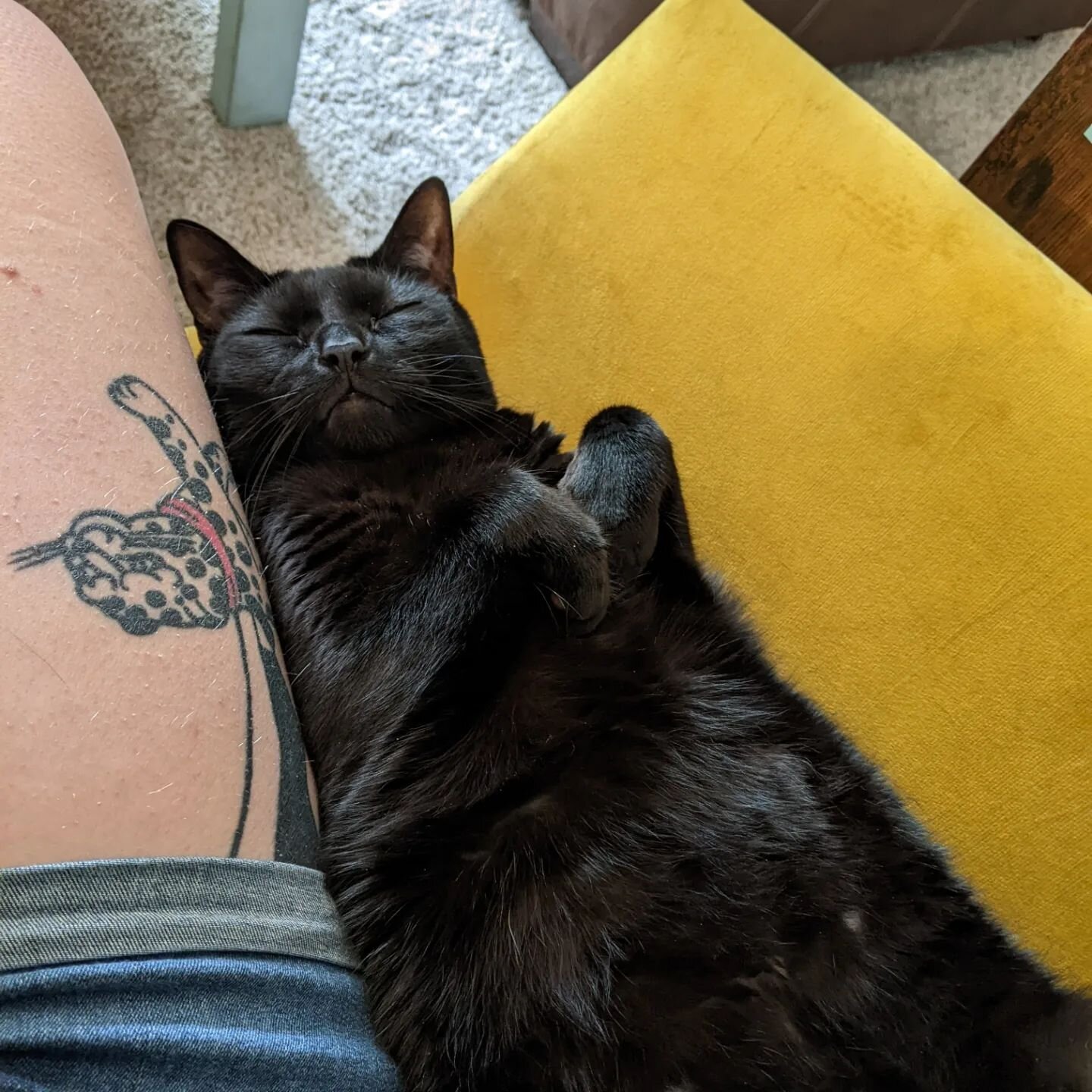 He has figured out that I won't move him if he stays in this spot on the chair 🤣