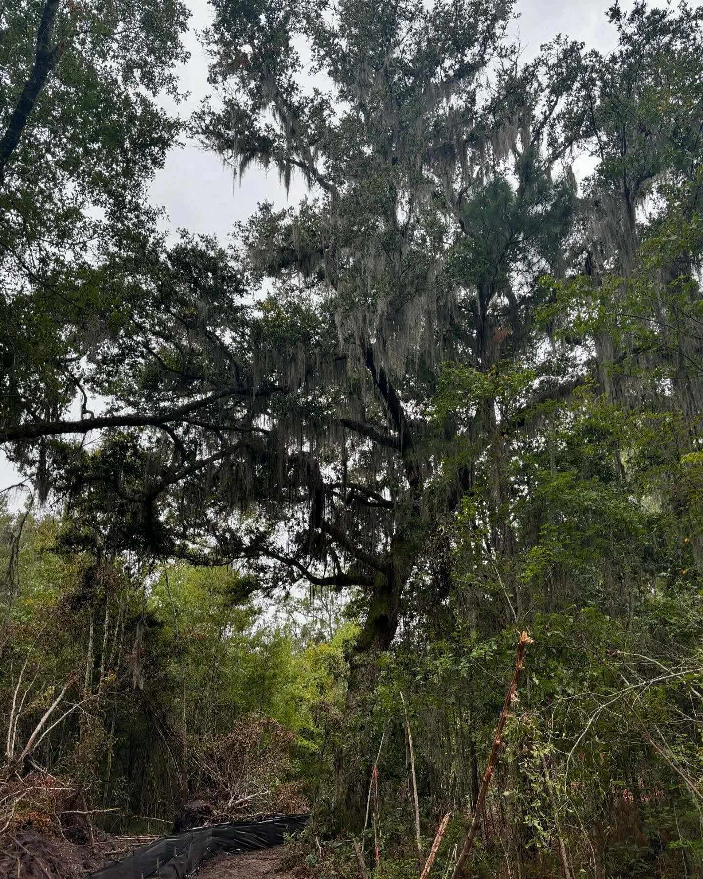 Imagine this as your backyard view! 🌿🌳 @foxtailcommons will offer stunning views of live oaks and Spanish moss. Our future neighbors will have this serene backdrop to enjoy every day! Want to be a part of this picturesque community? Sign up for upd