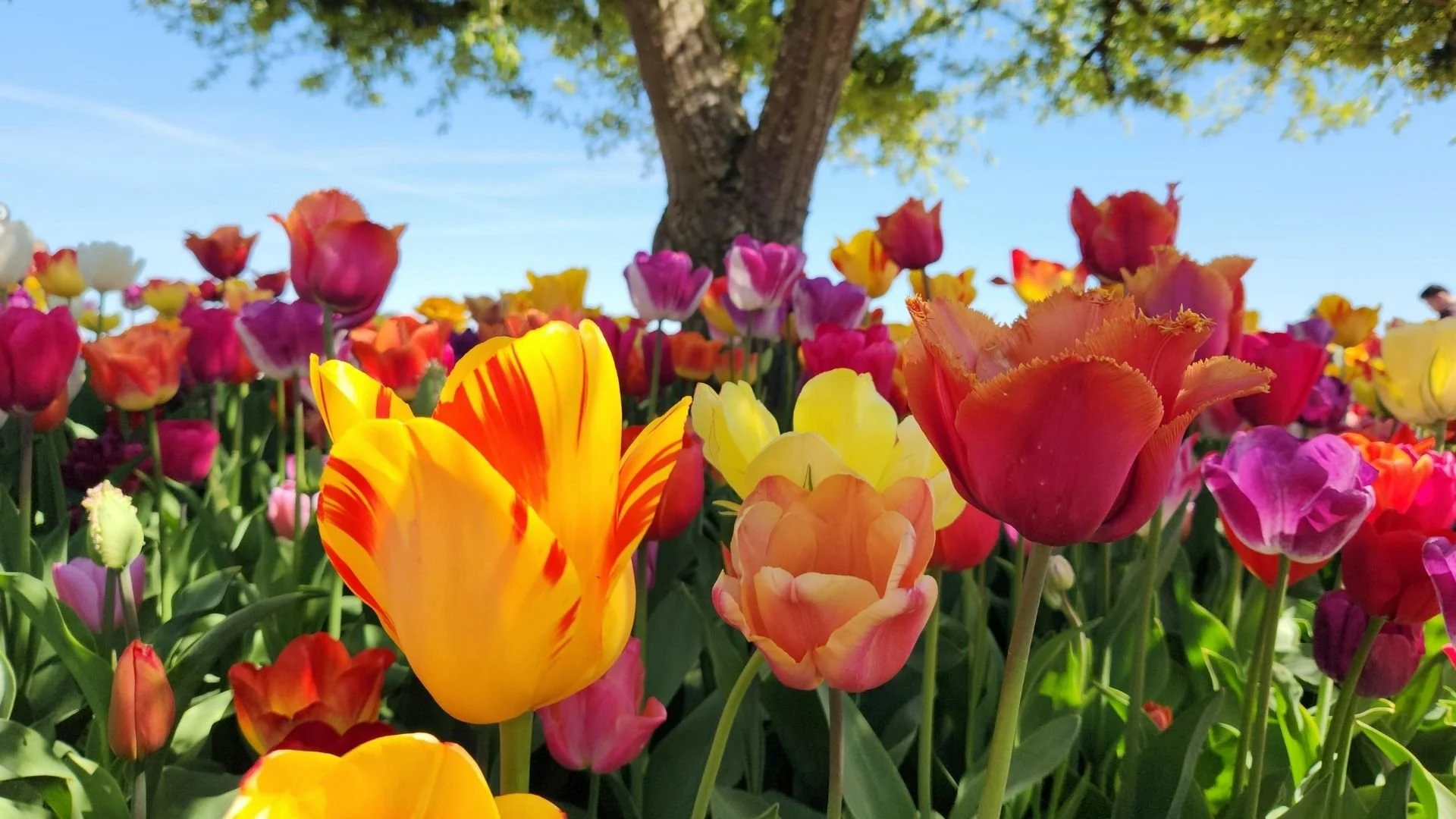 Bloom Where You are Planted