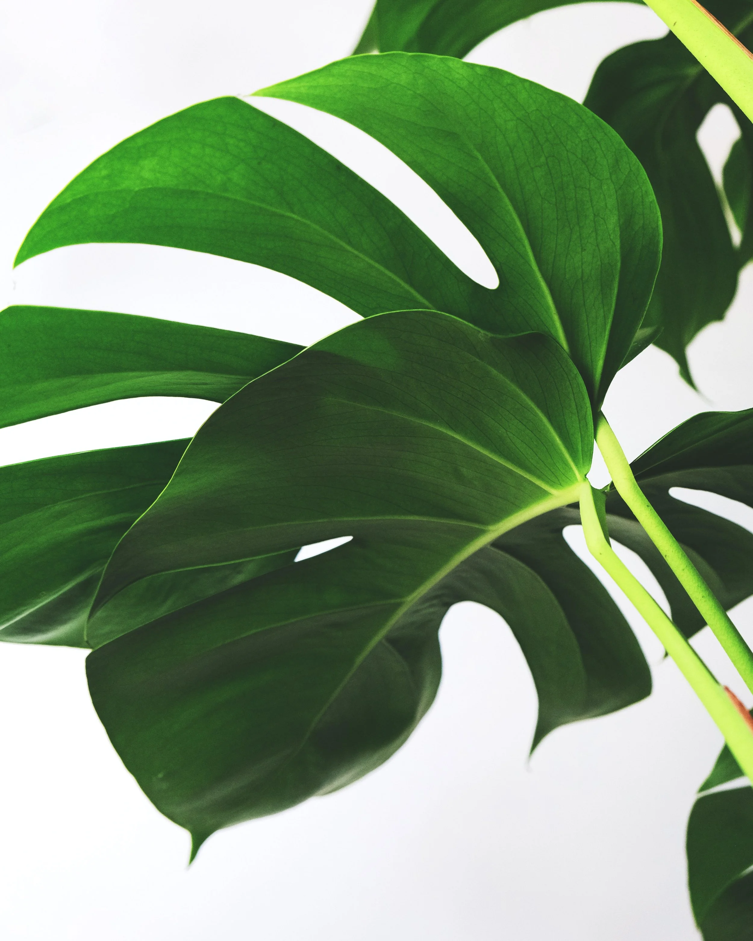 Monstera.jpg