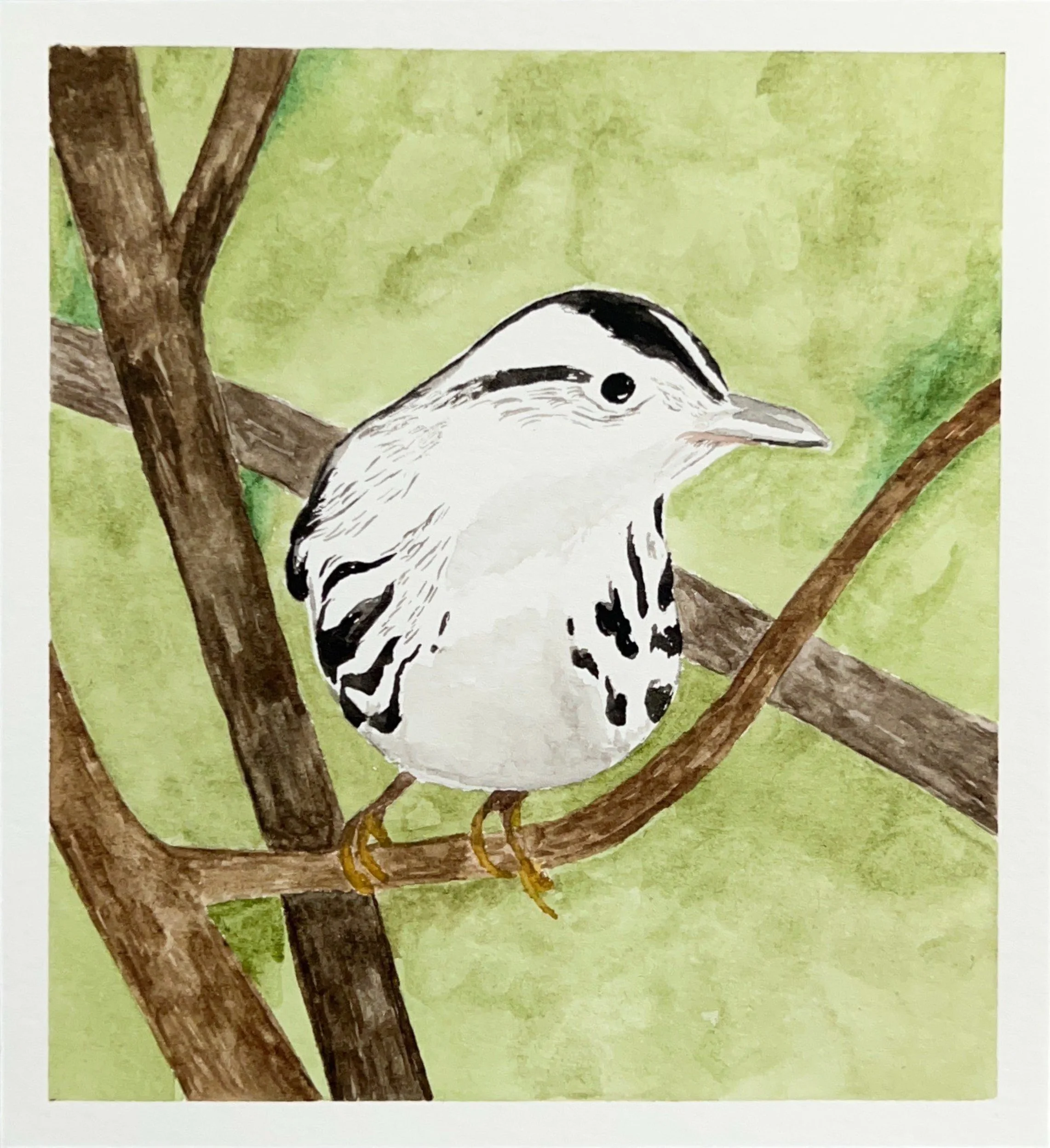 Juvenile Warbler, Watercolor on paper
