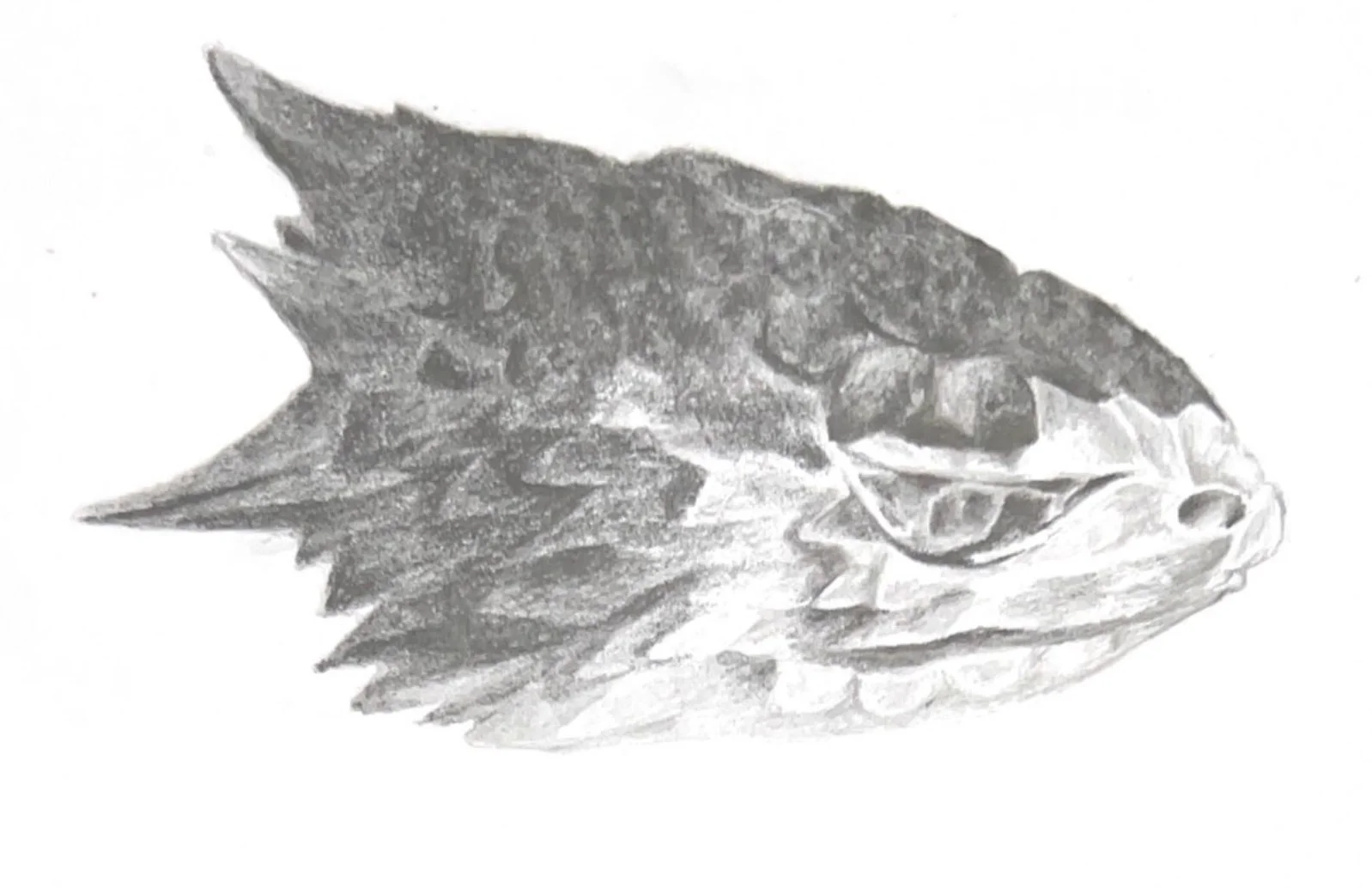 African Spiny Lizard Head, Graphite on paper
