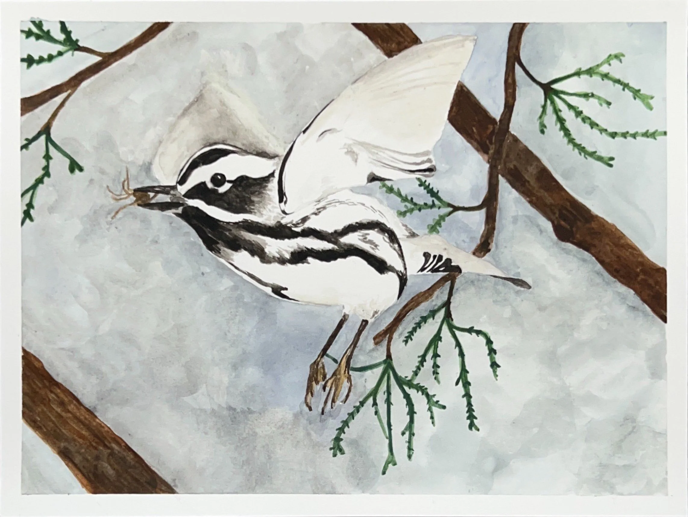 Warbler in Flight, Watercolor on paper
