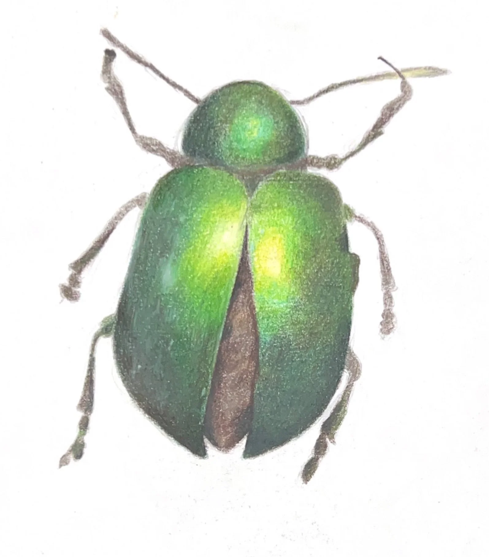 Junebug, Colored Pencil on paper