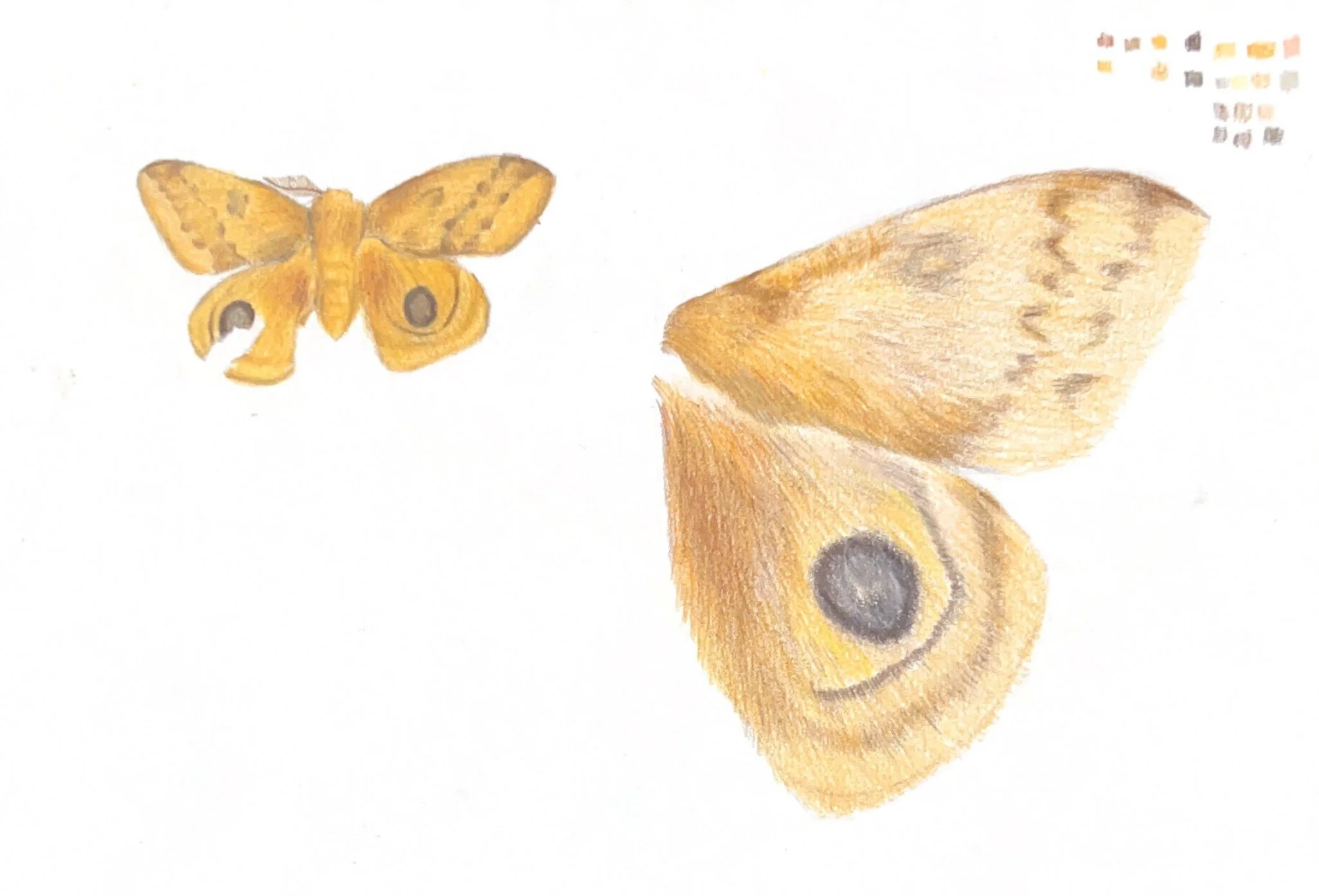 Peacock Moth Sketch, Colored Pencil on paper