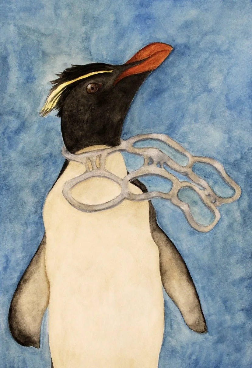 Penguin Stuck in Plastic, Watercolor and Colored Pencil on Paper