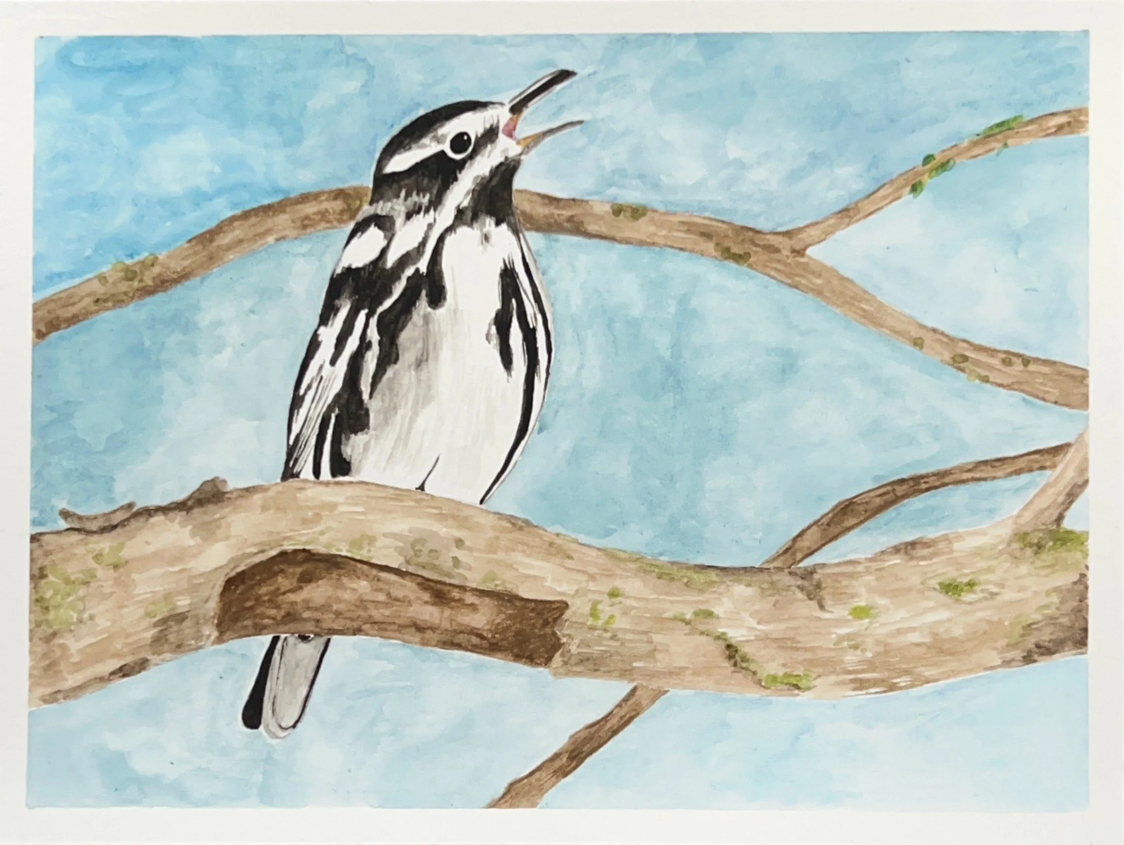 Singing Warbler, Watercolor on paper
