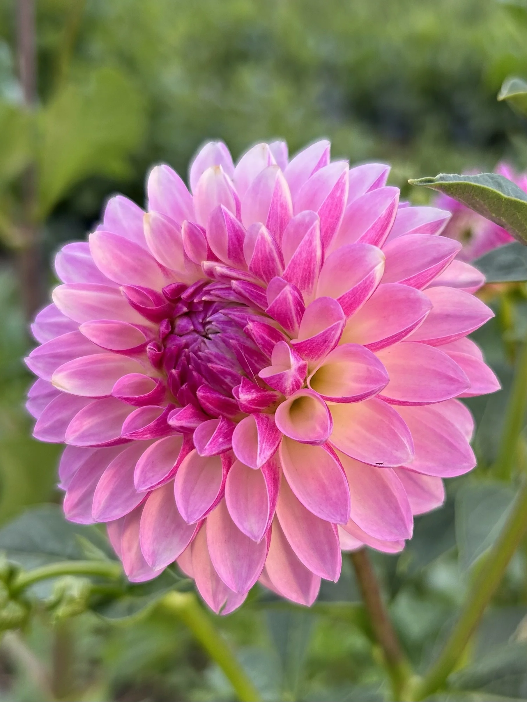 Skeena Snow Glow Cutting