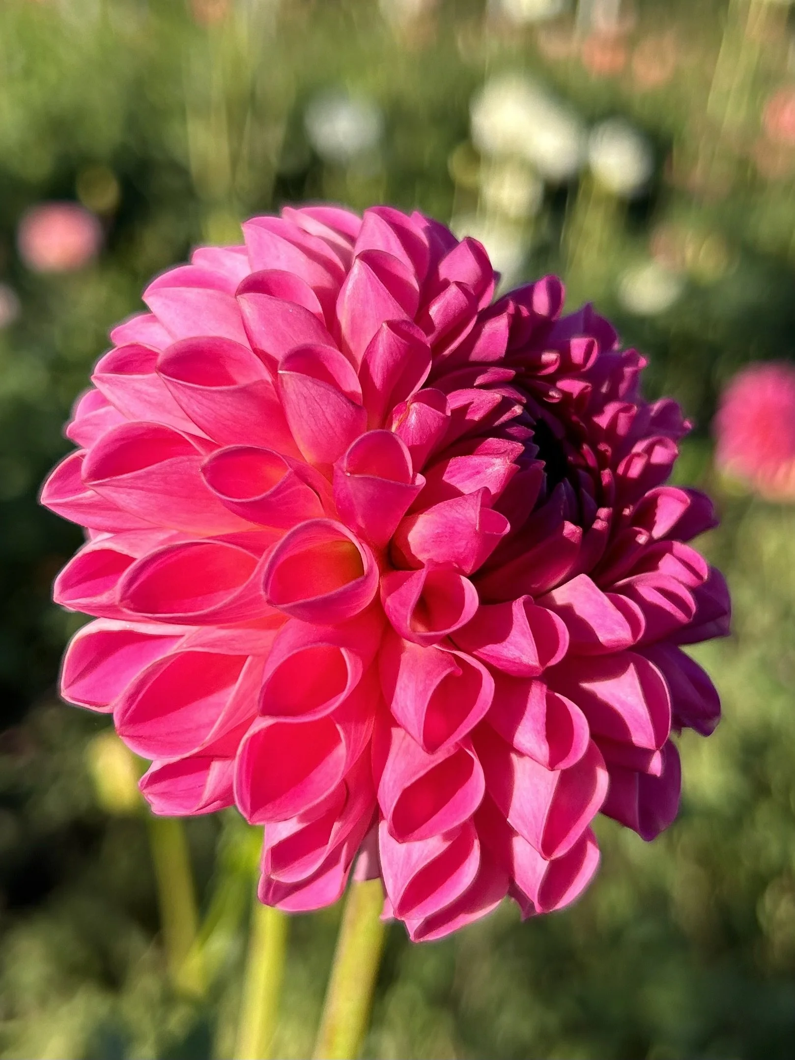 Skipley Lois Jean Cutting