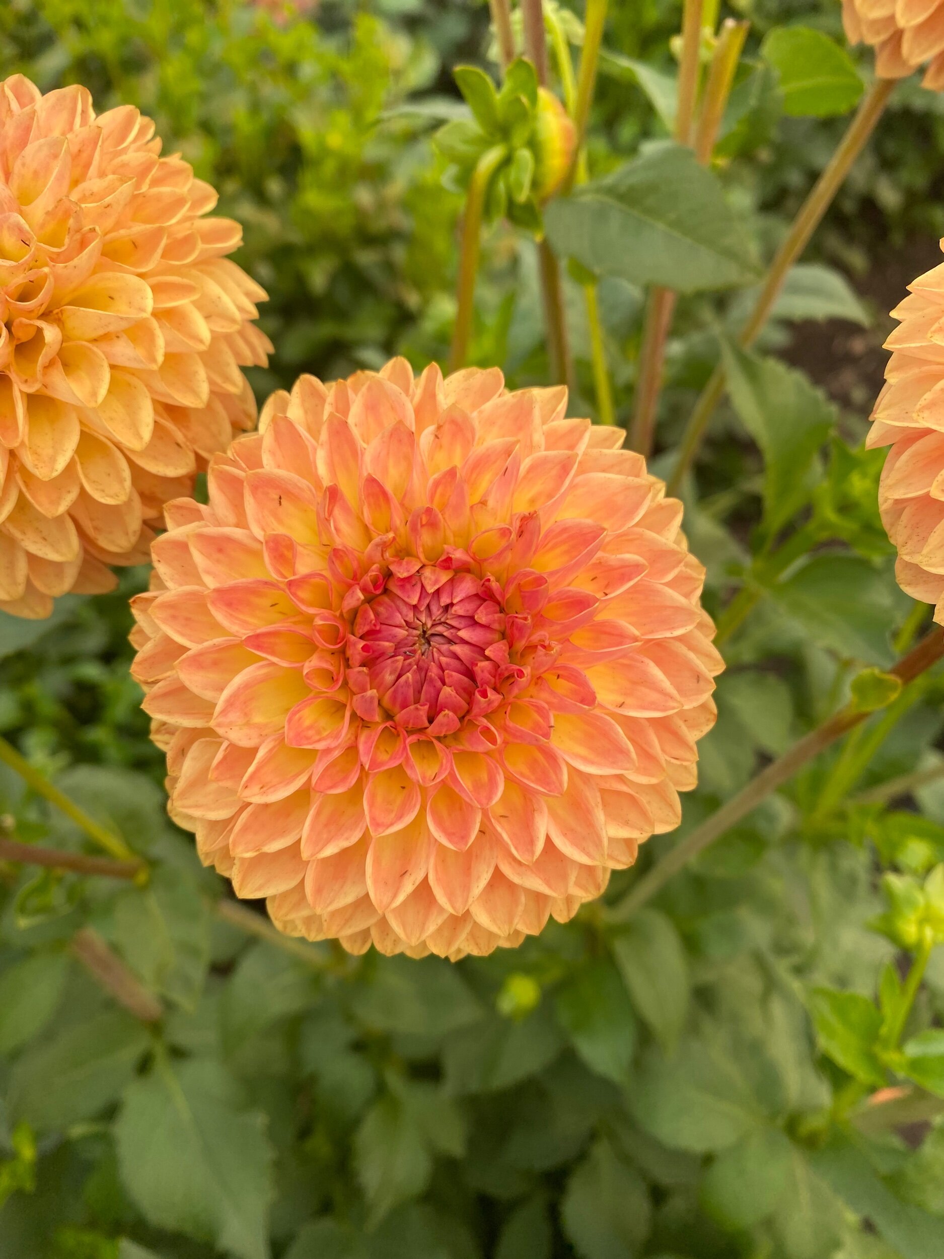 Blyton Softer Gleam Cutting