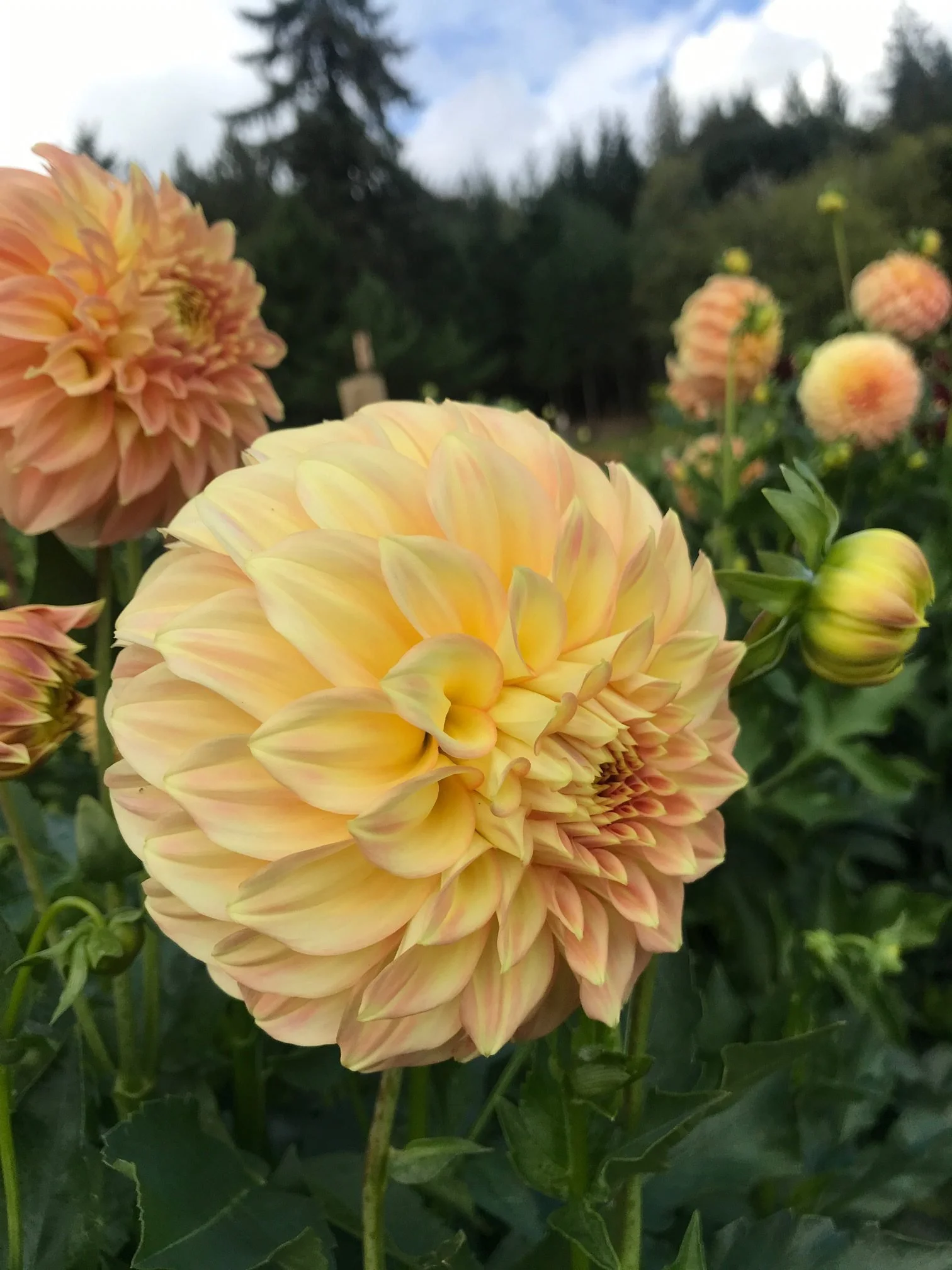 Bracken Sarah Cutting