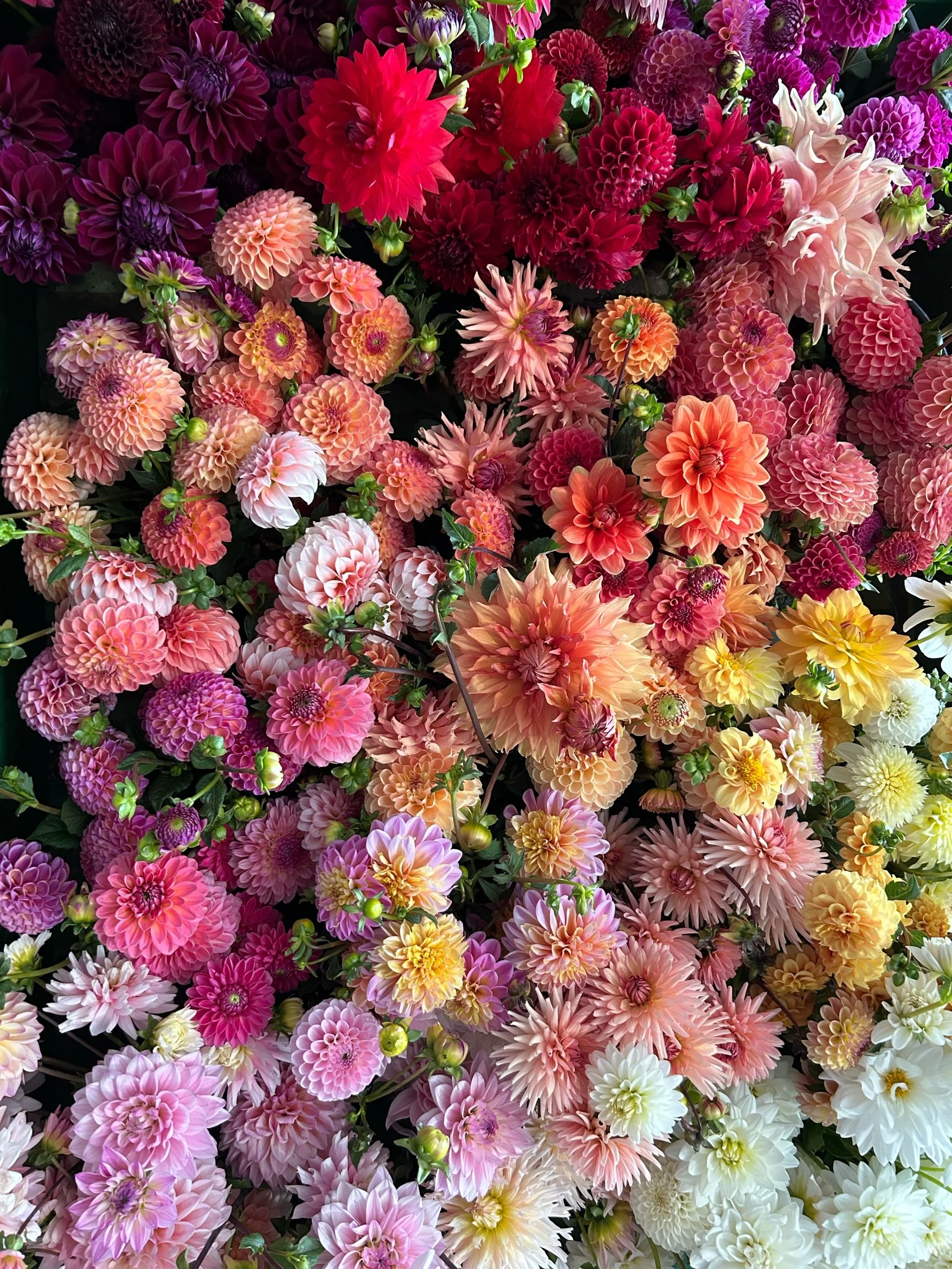 Robann Pristine Tuber