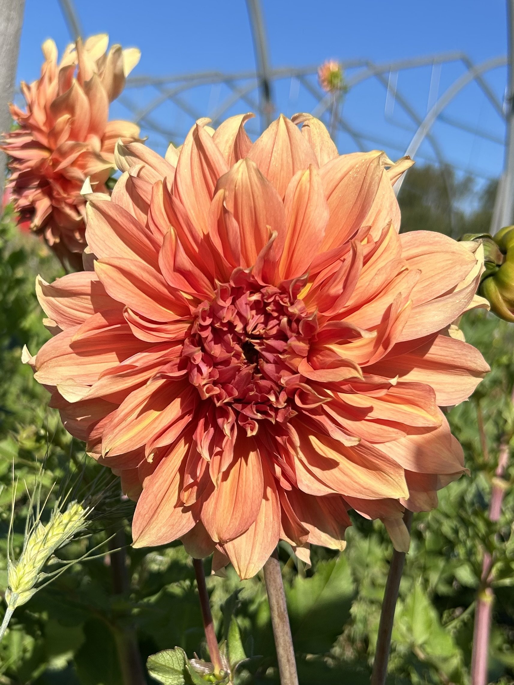 IMG_7543.jpeg