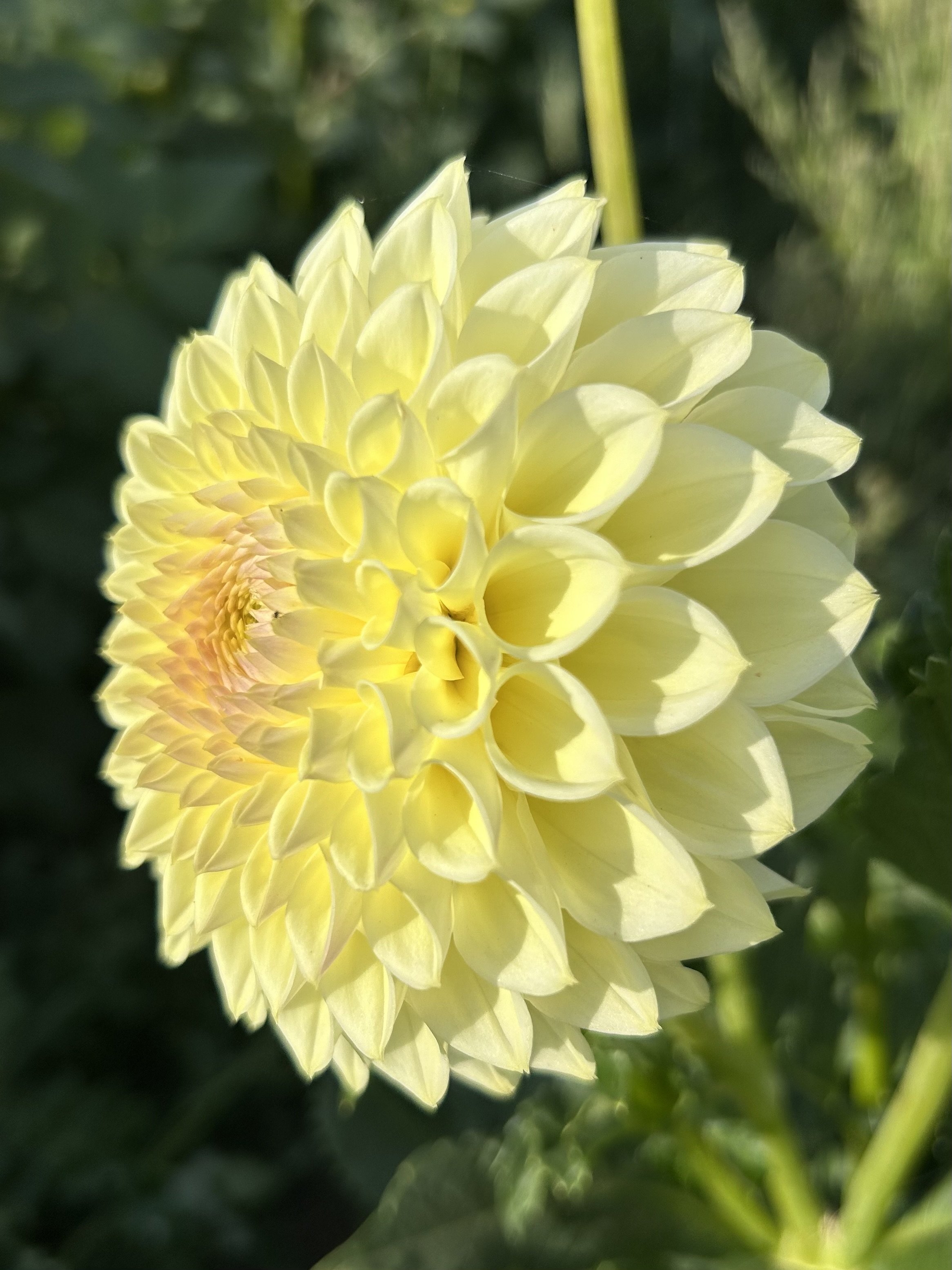 Winholm Diane Cutting