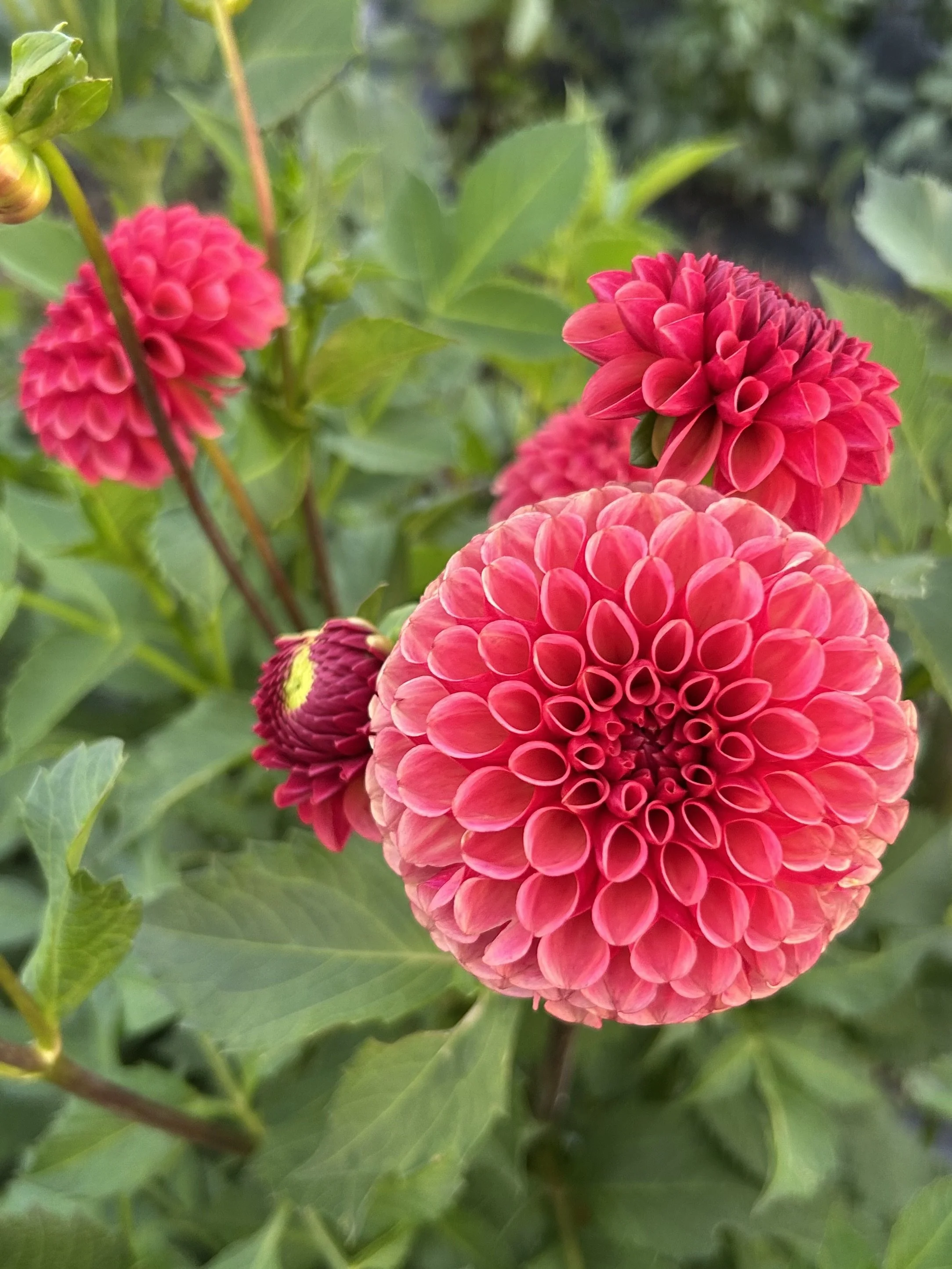 Ferncliff Kathleen Cutting