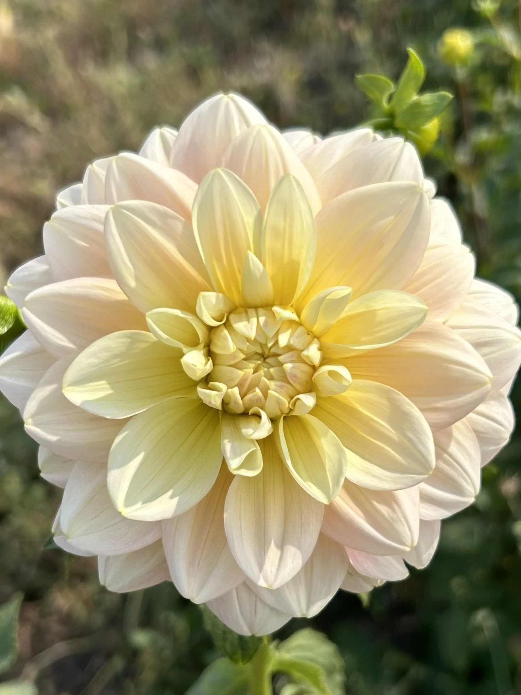 Sheer Heaven Cutting