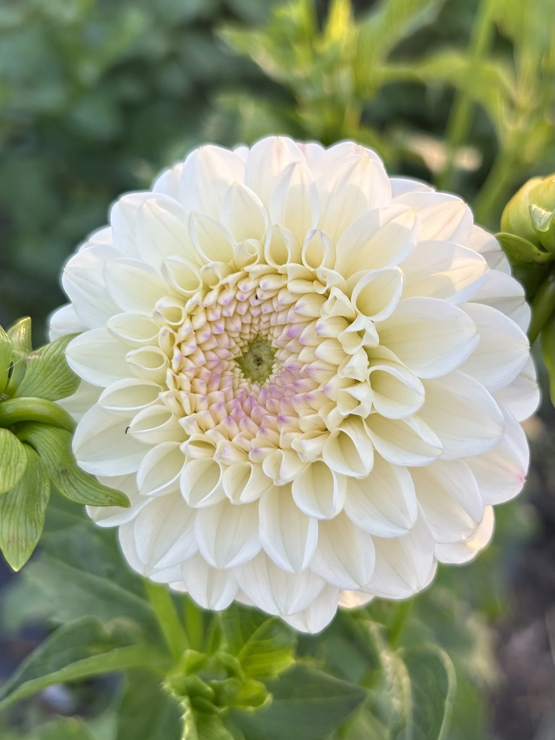 Ferncliff Crevasse Cutting