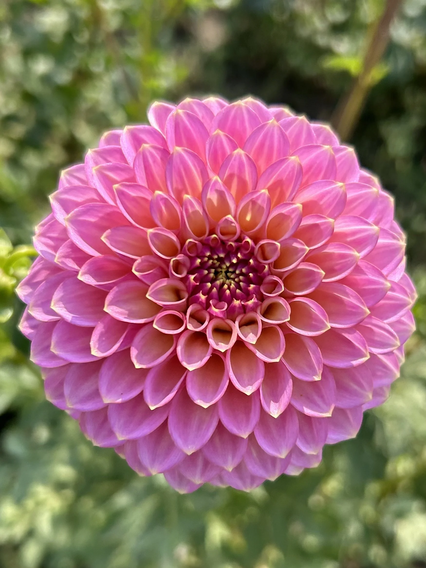 Skipley Spot of Gold Cutting