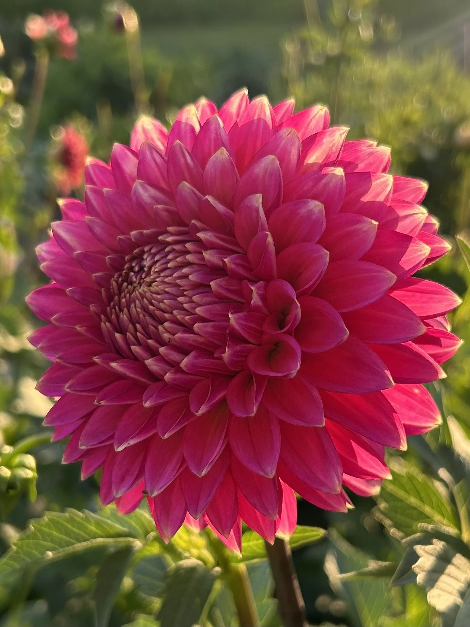 Bloomquist Mojo Cutting