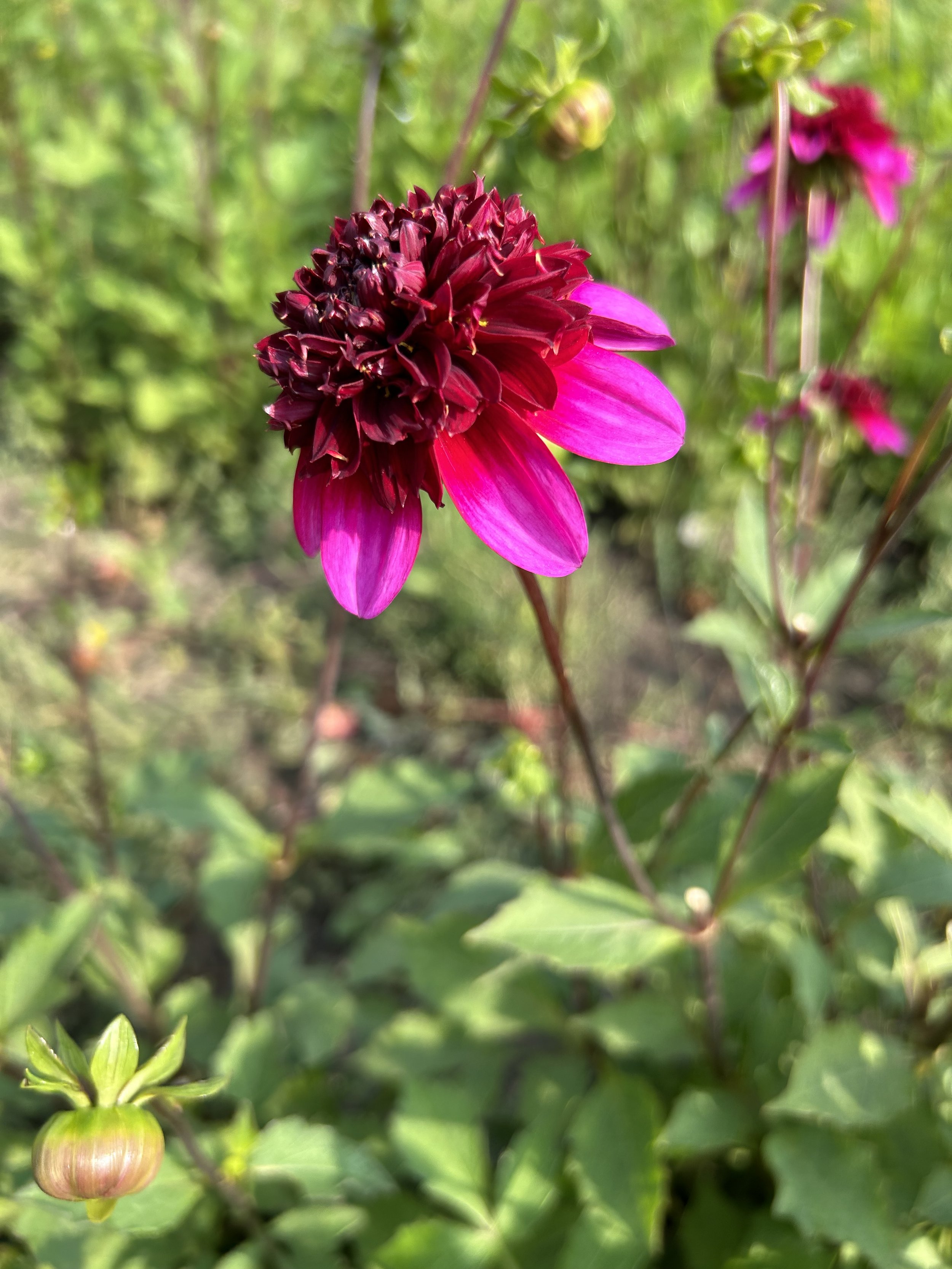 IMG_7199.jpeg