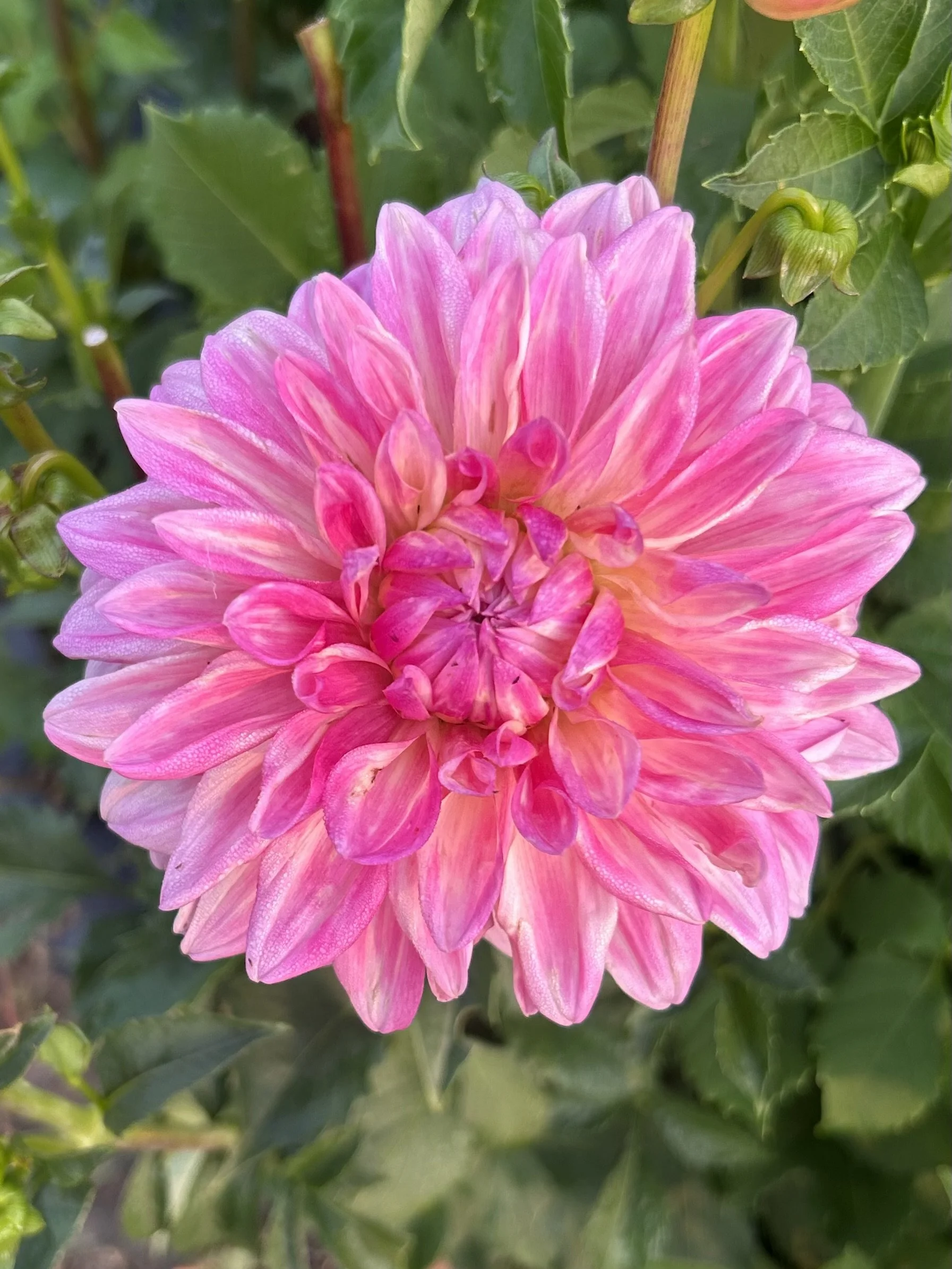 Bargaly Blush Cutting