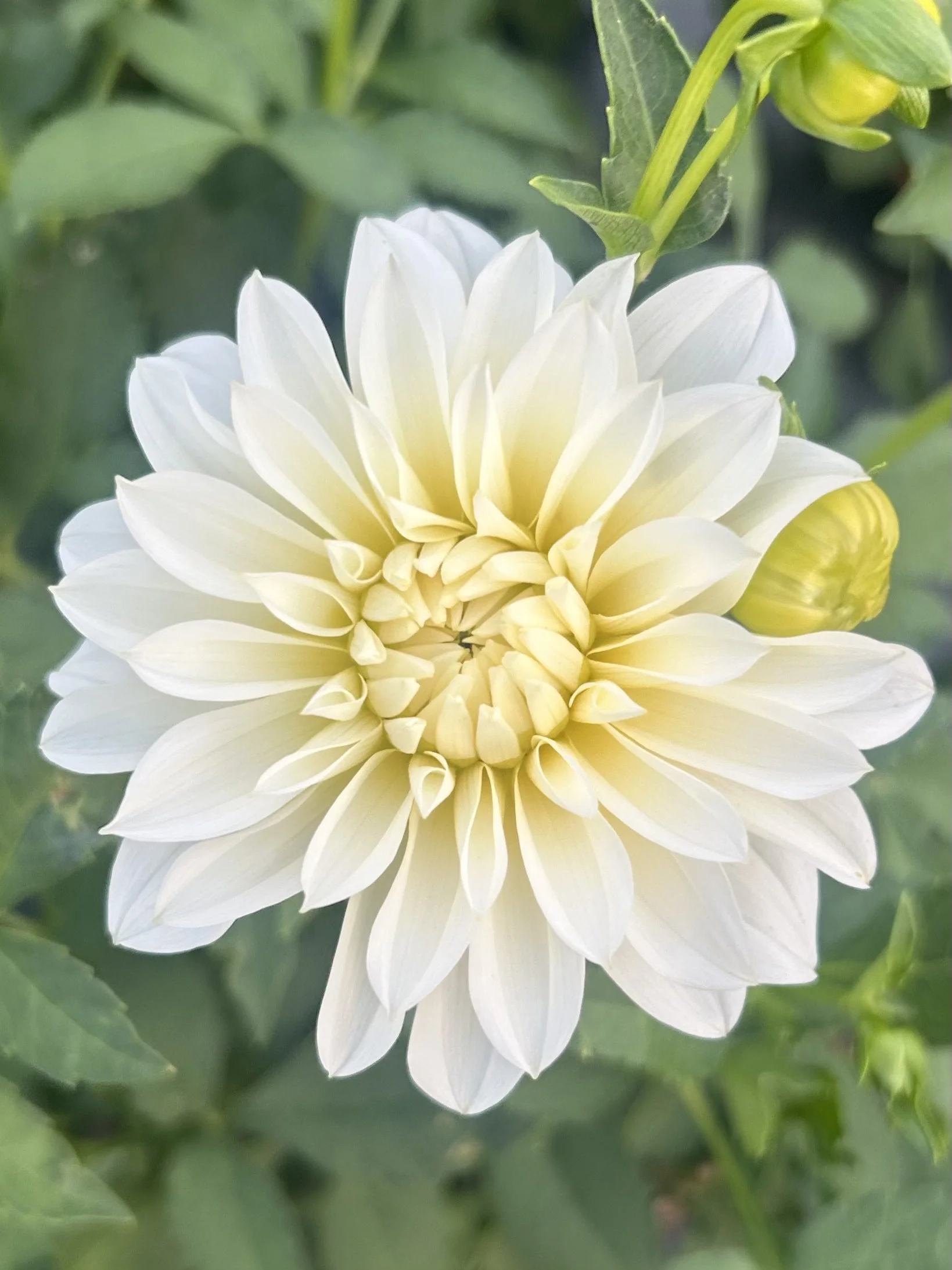 Heather Hale Cutting