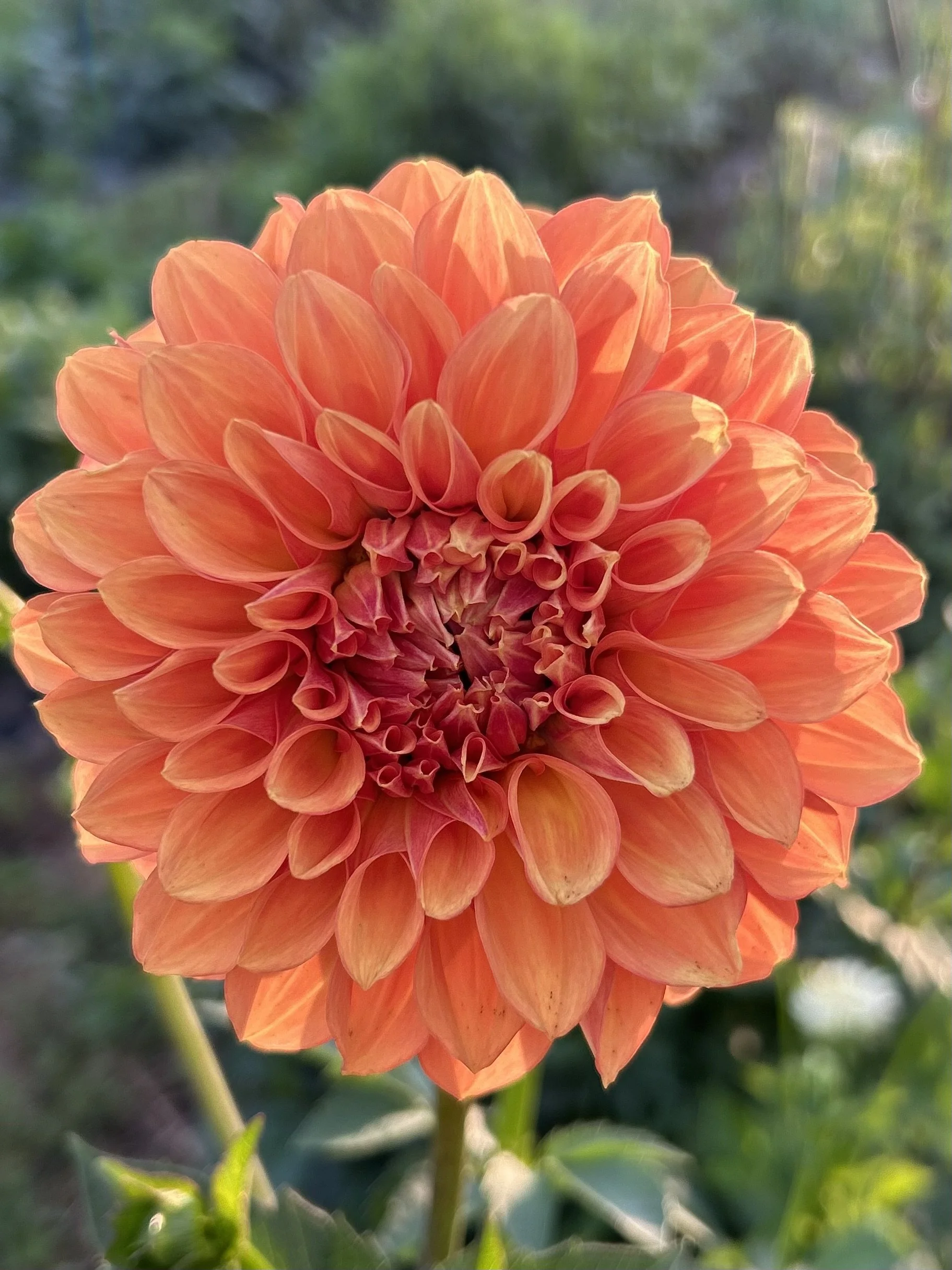 Bloomquist Mandrake Cutting