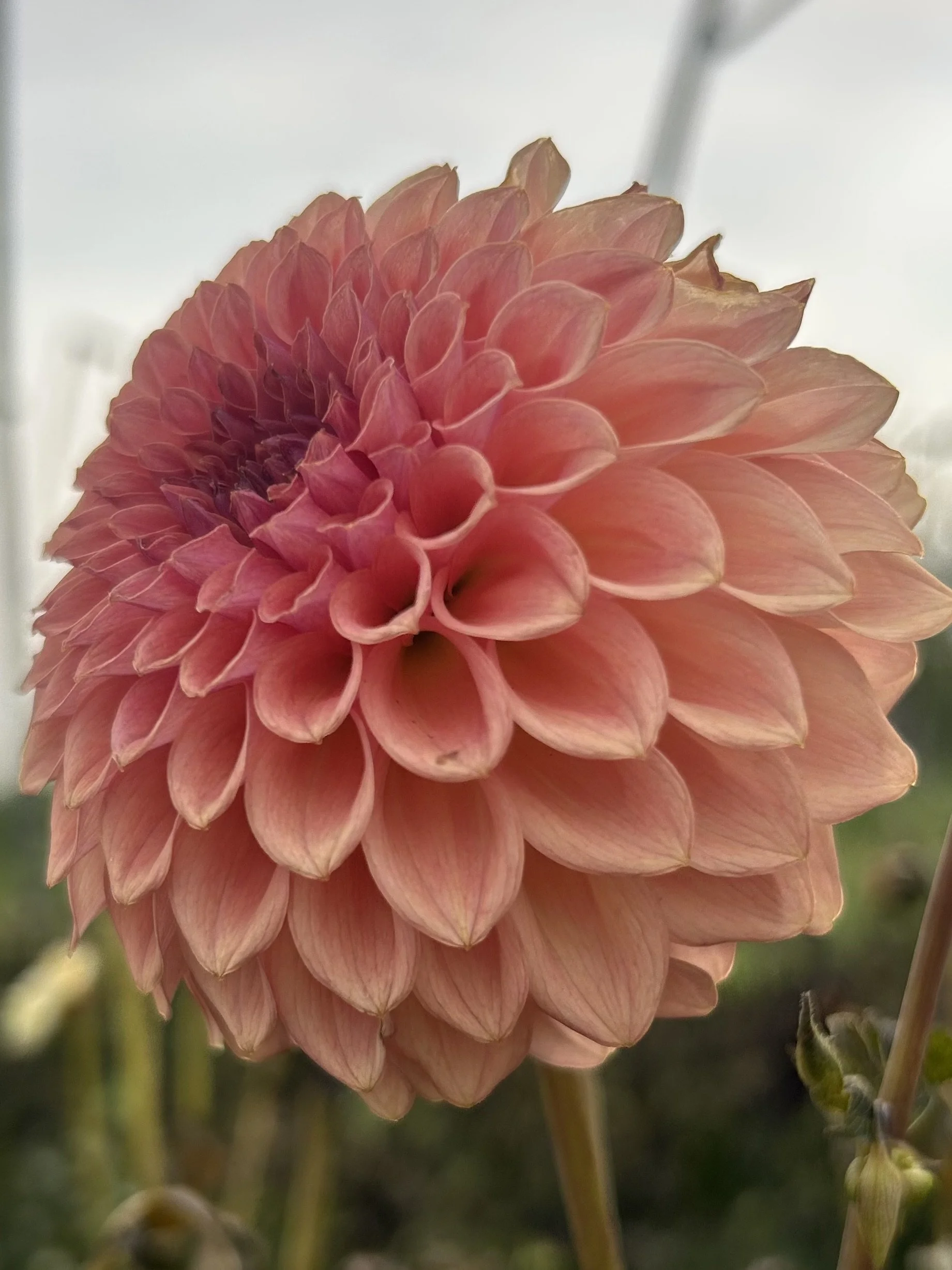 Levi's Blue Smoke Cutting