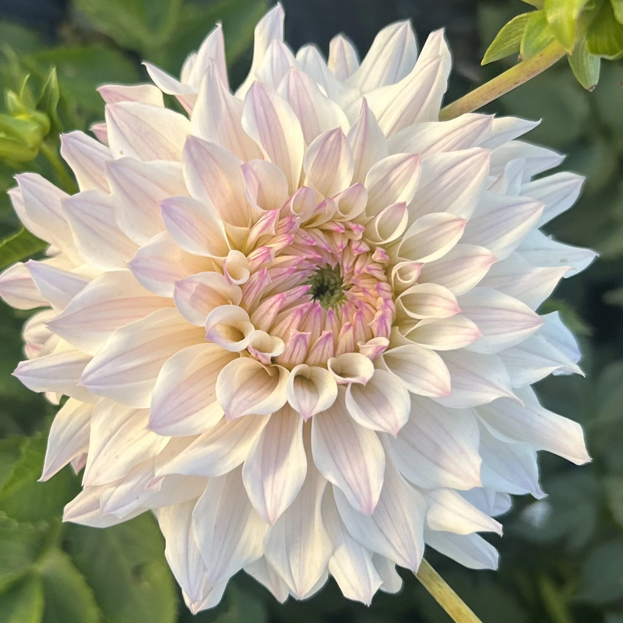 Bloomquist Compare Cutting