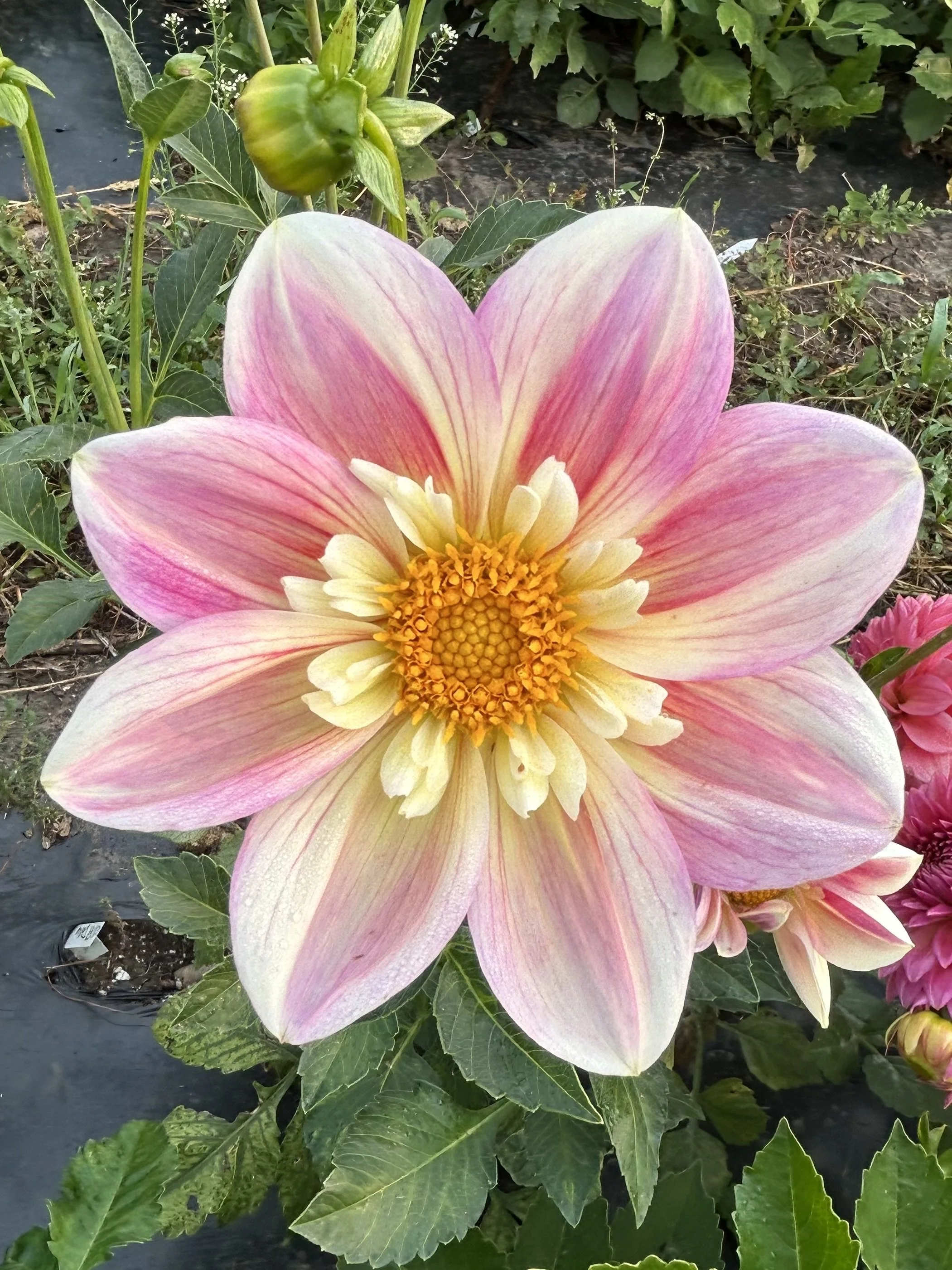 Ferncliff Dolly Cutting