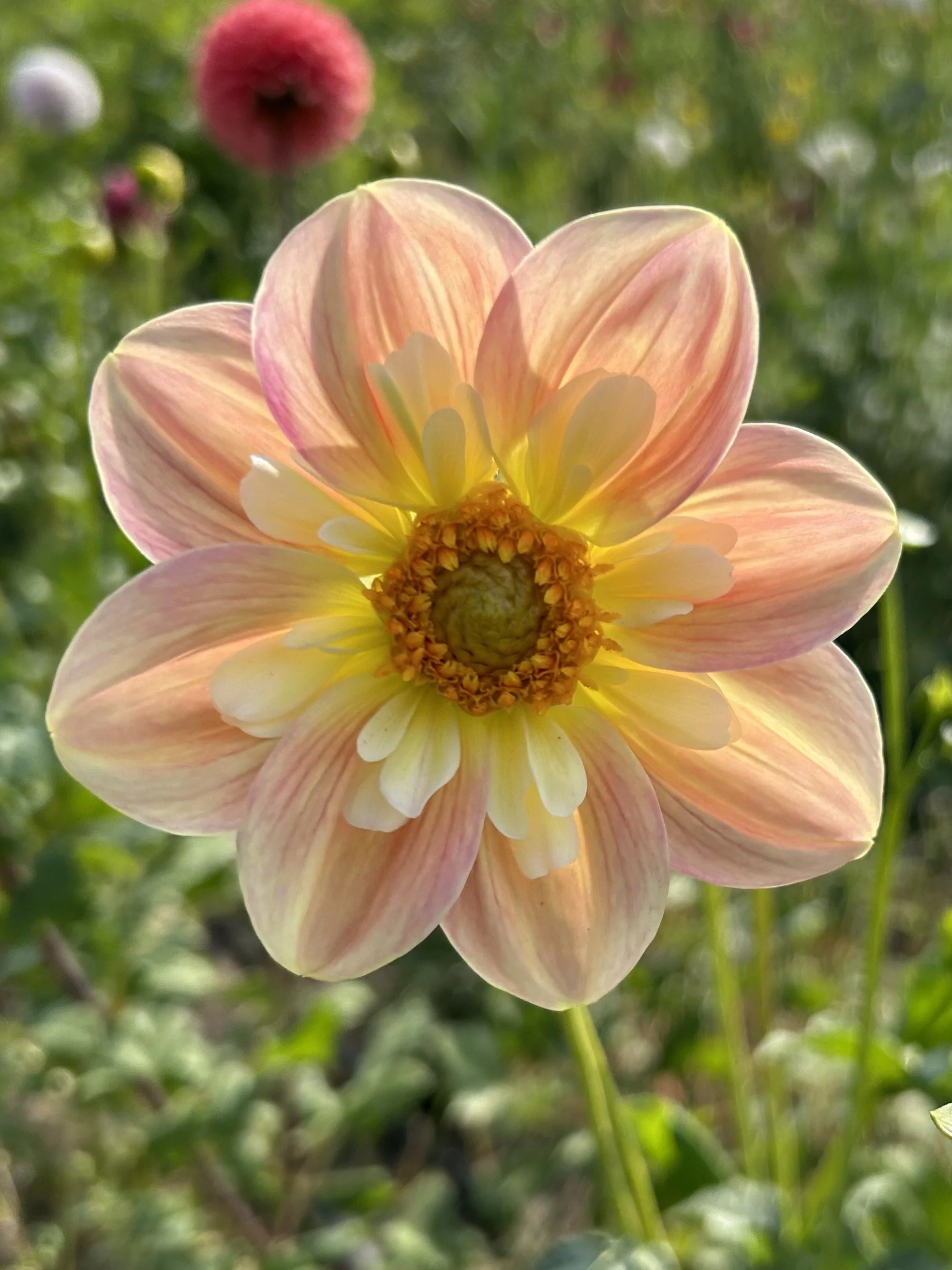 April Heather Cutting