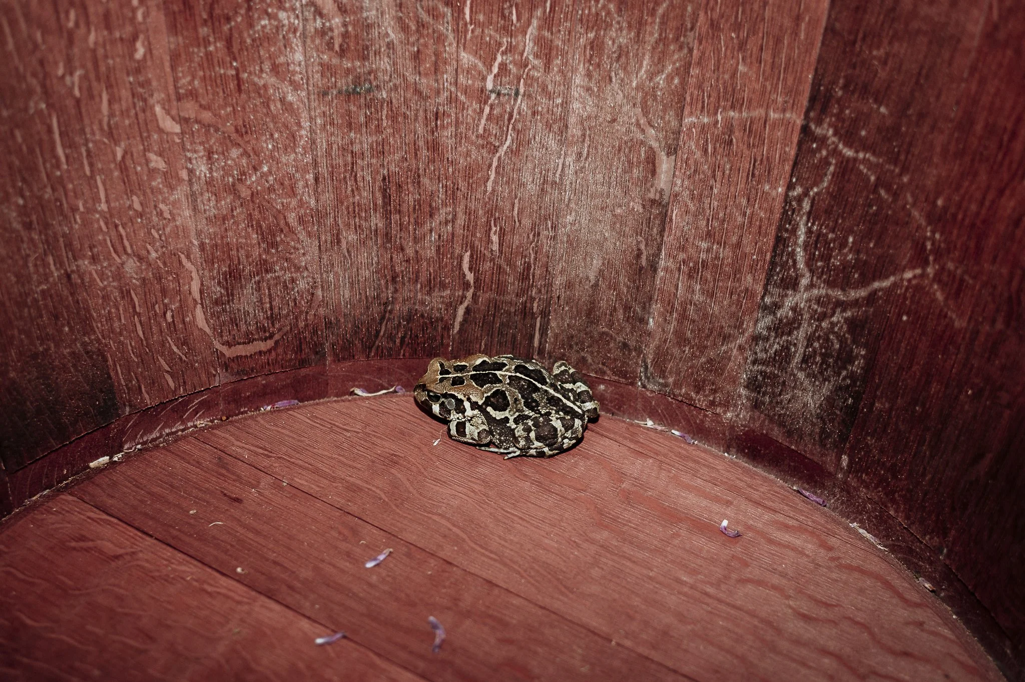 CrazyLittleThingPhotography. GavinvanhaghtPhotography-132.JPG