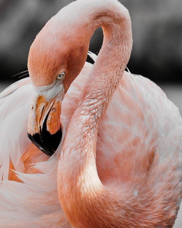 The flamingo embodies everything we stand for here at 🦩🦩 Aurora Salon... POISE, BEAUTY and GRACE. They are so inspirational to us and they maintain harmony and coherence between time, space and dimensions.​​​​​​​​
​​​​​​​​
Aurora Salon is a place t