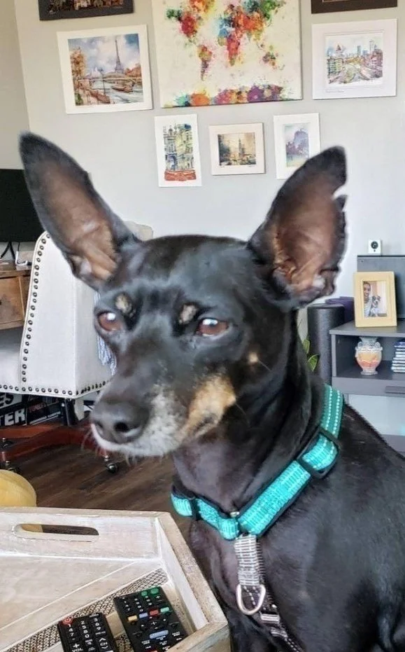 miniature doberman pinscher