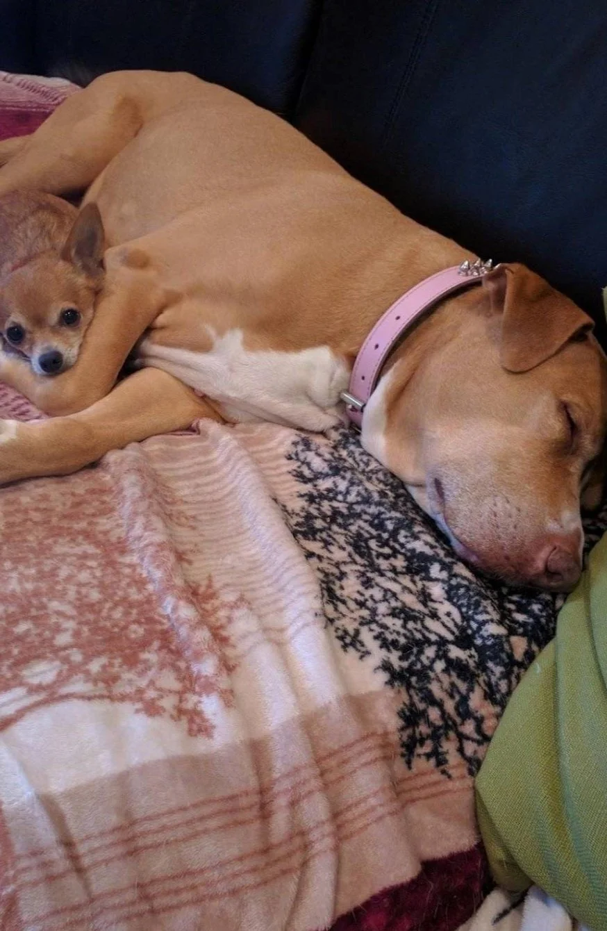 pit bull terrier mix and chihuahua