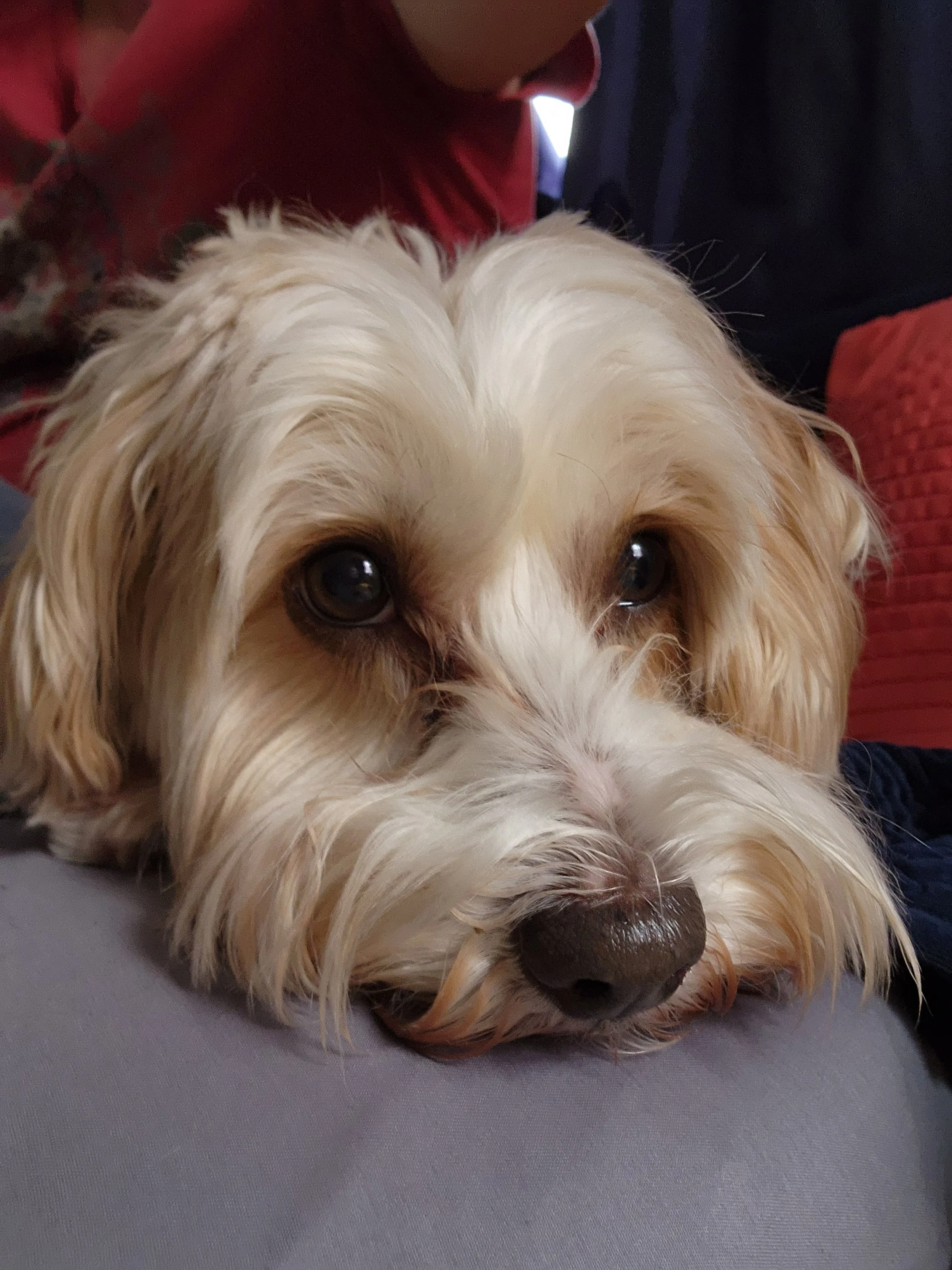 Dog looks longingly at camera